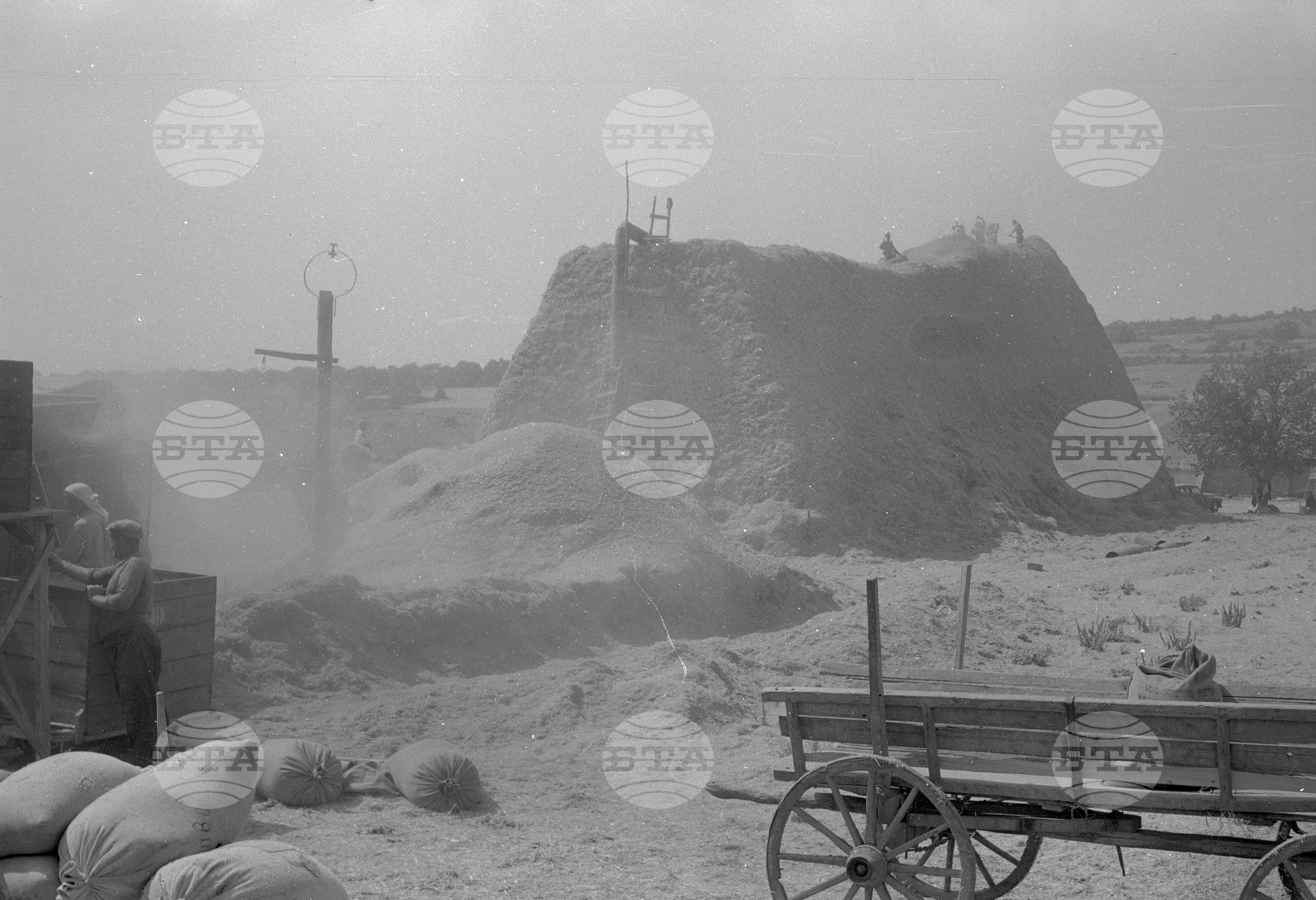 Механизирана вършитба в ТКЗС в село Яворово, Старозагорски окръг