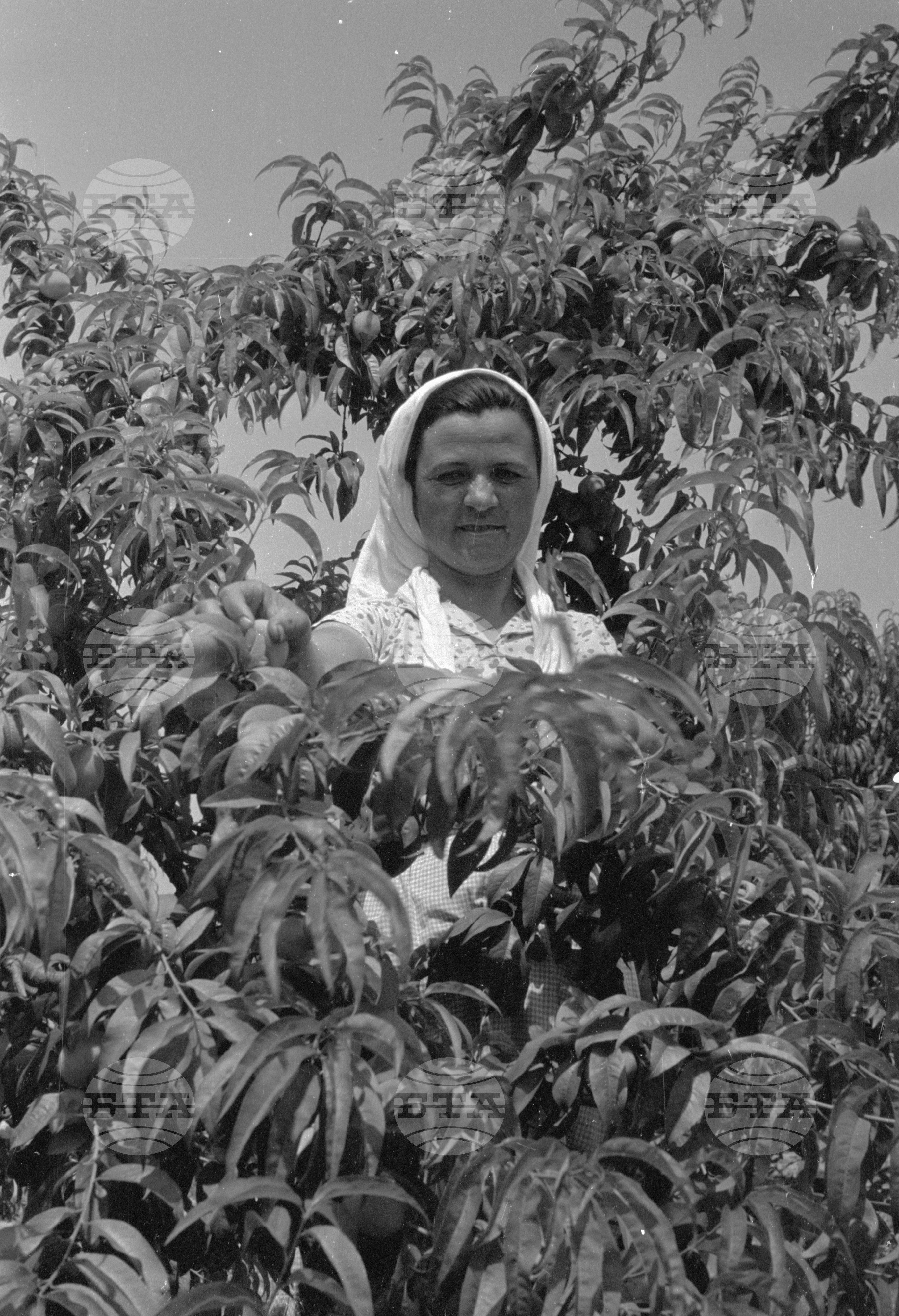 Беритбата на праскови в с. Близнец, Сливенски окръг - 1963