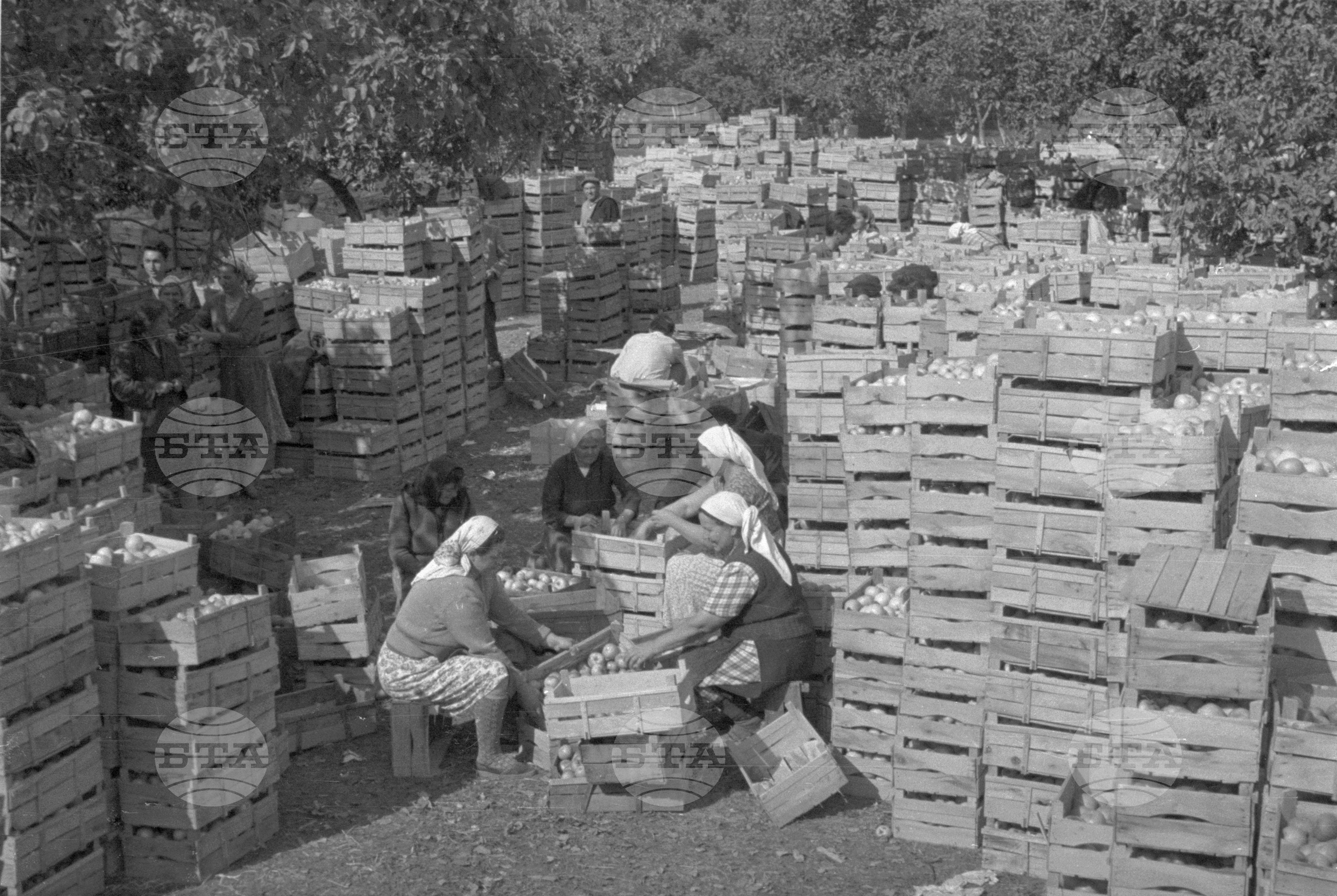 Из Кюстендилски окръг - септември 1962 година