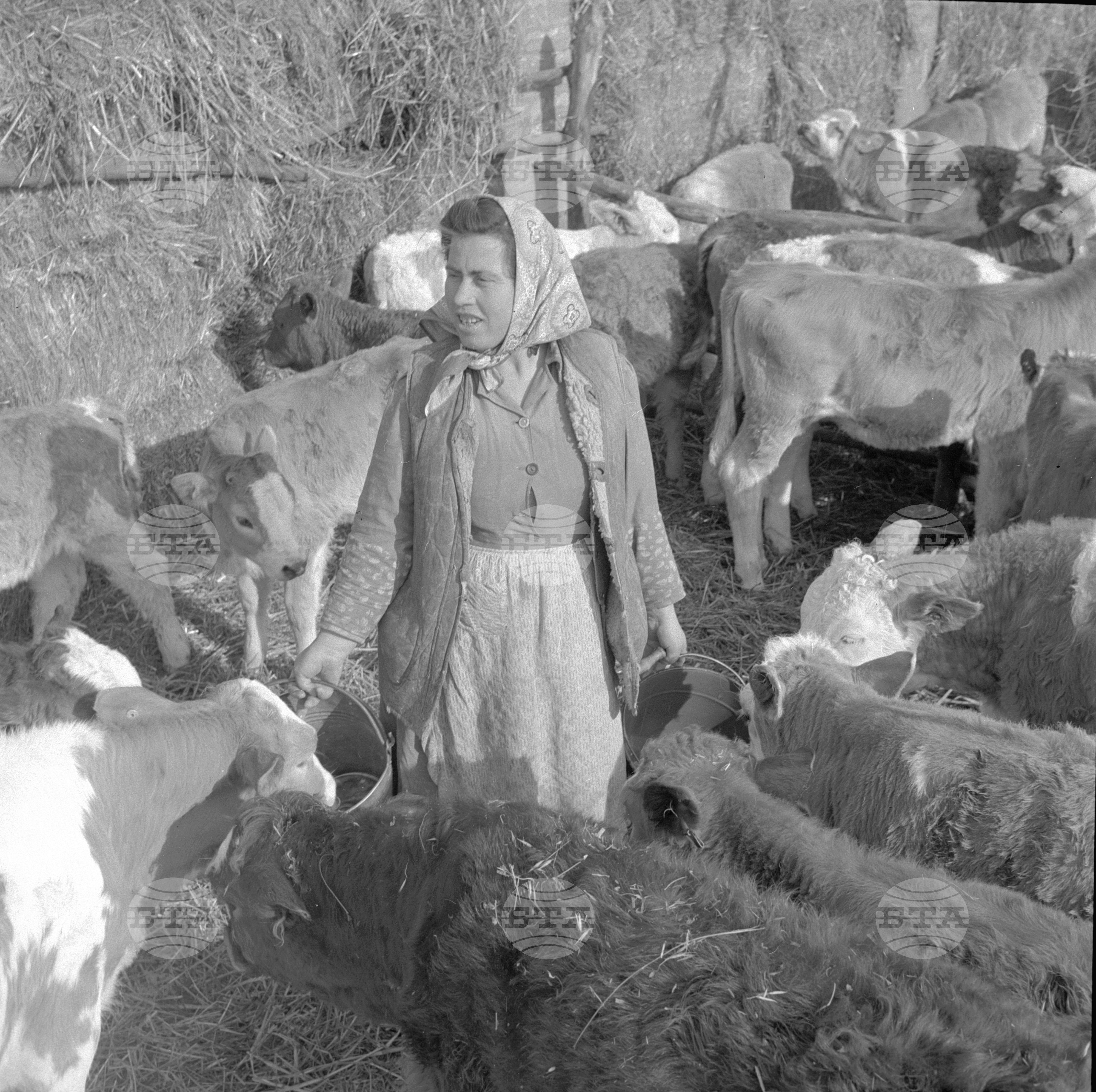 Успехи на животновъдите от ТКЗС - град Кнежа