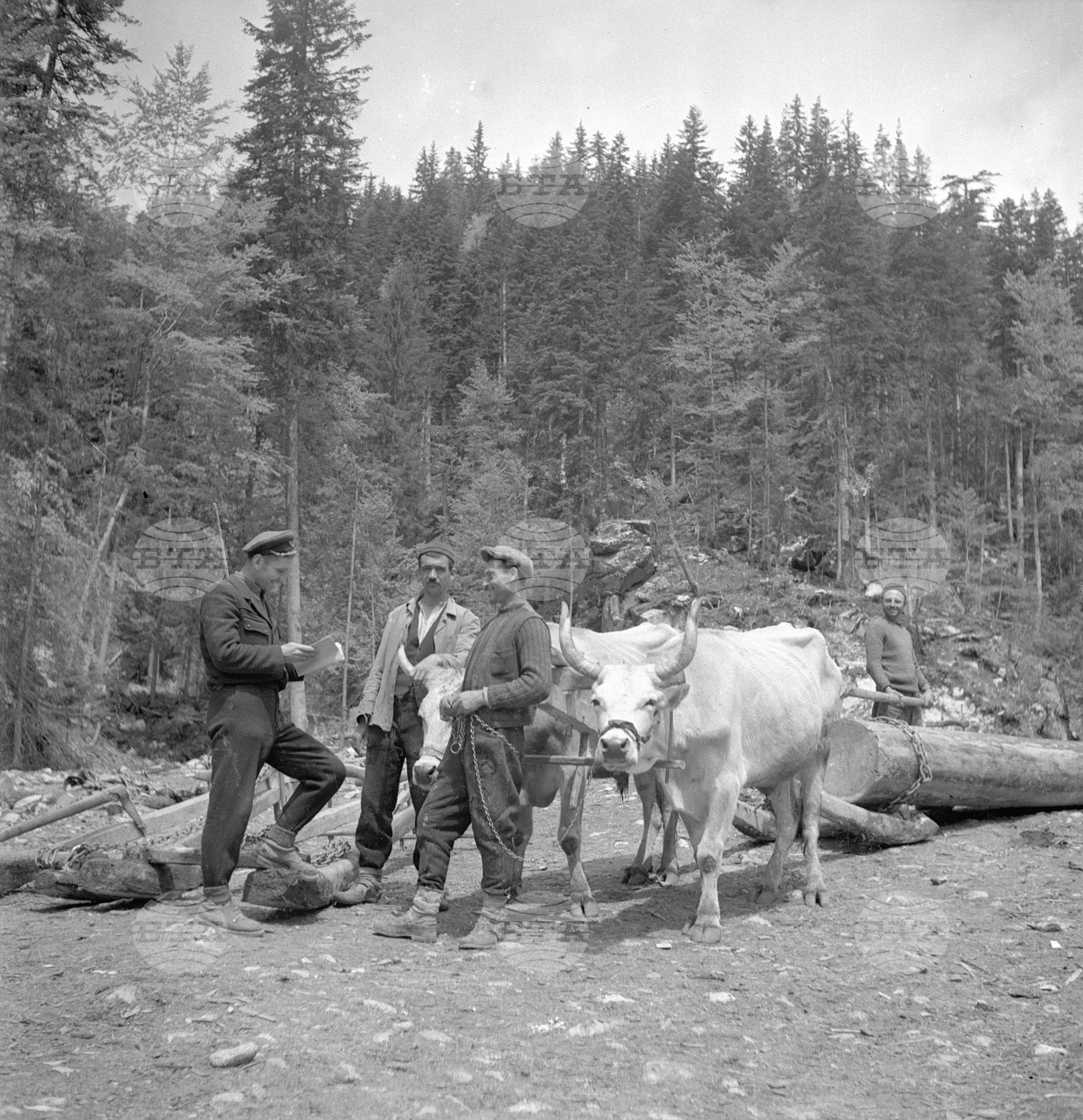 Дърводобив в държавни горски стопанства, 1951 - част 4