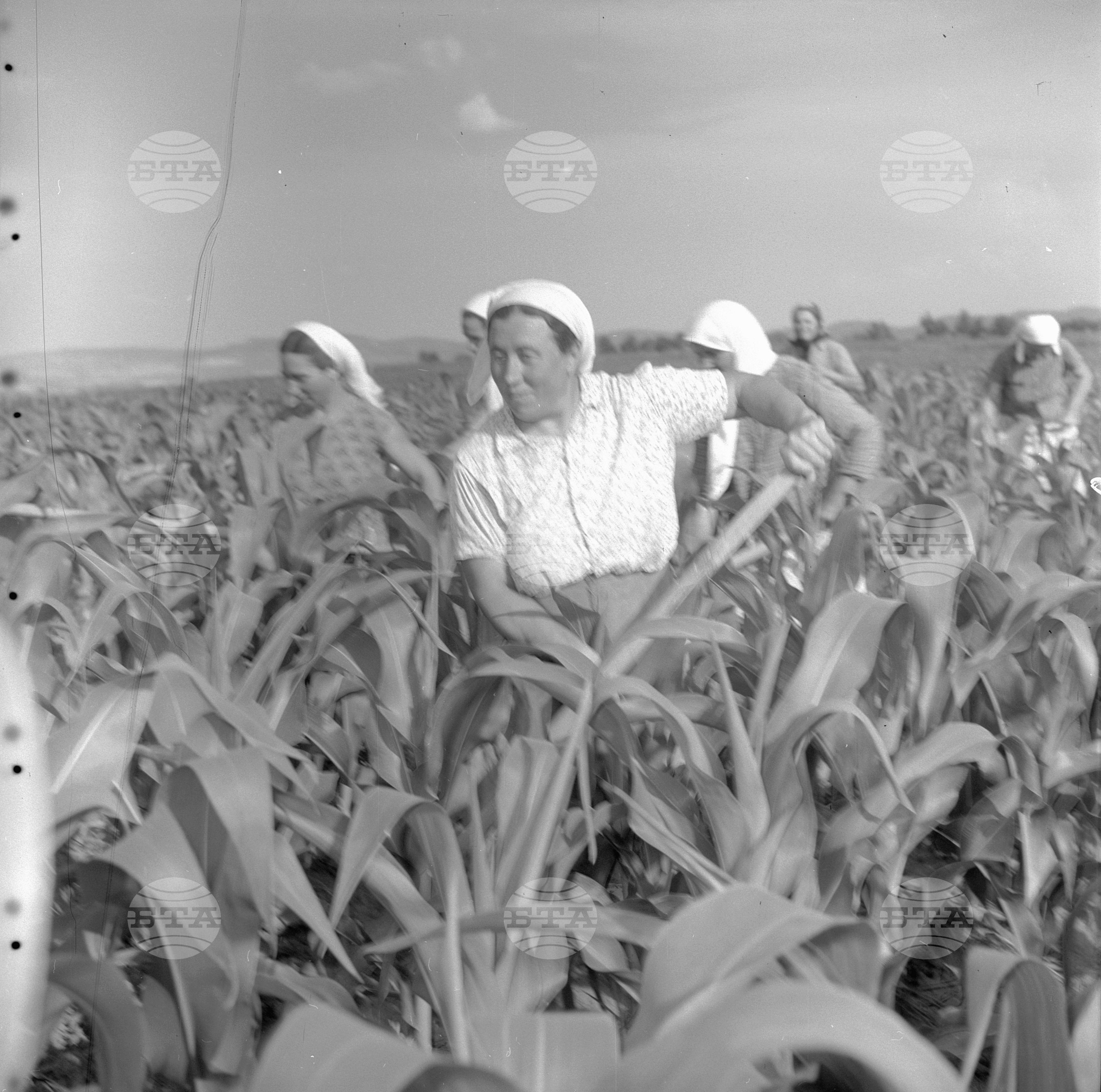 Жътвени дни във Врачански окръг - 1963