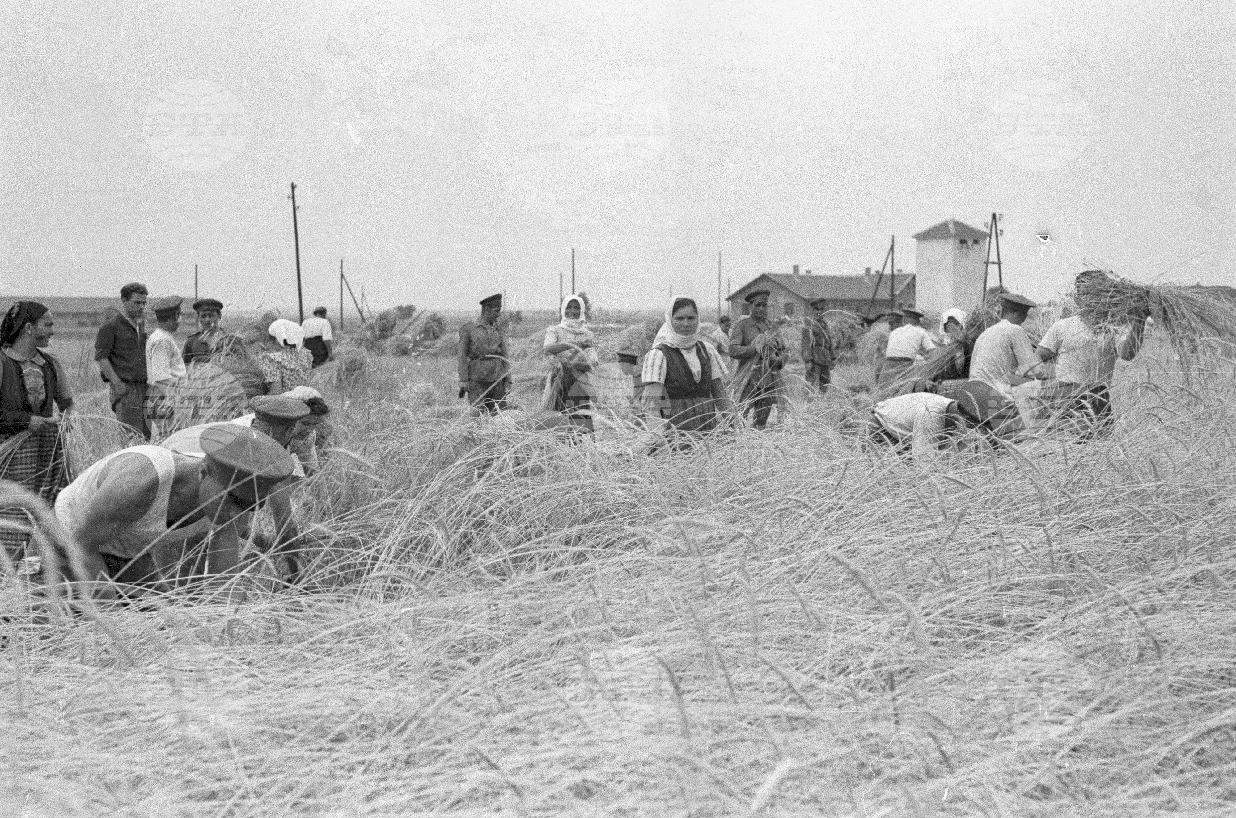 Жътва в Голямо Конаре (дн. гр. Съединение), 1951