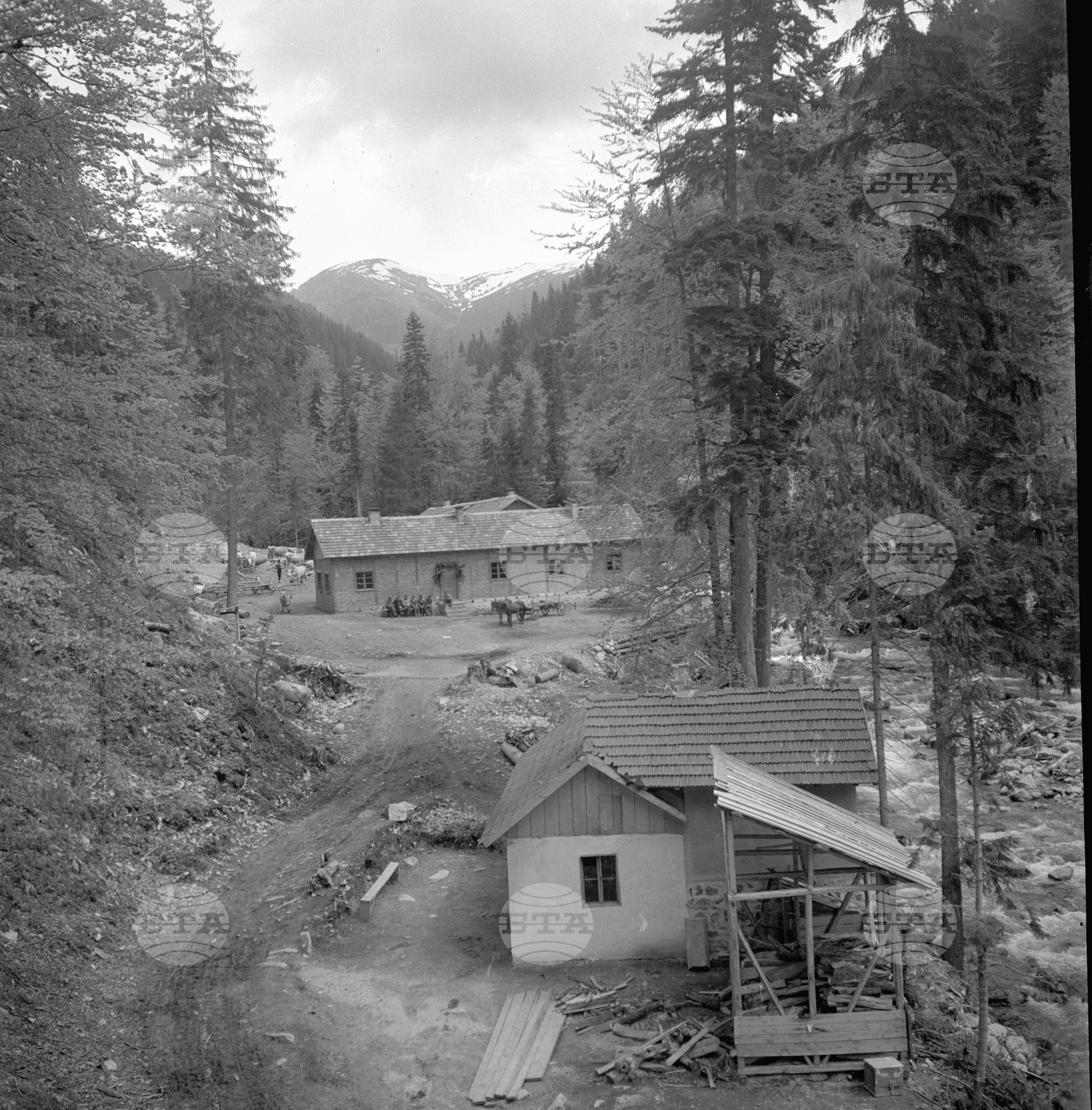 Дърводобив в държавни горски стопанства, 1951 - част 3