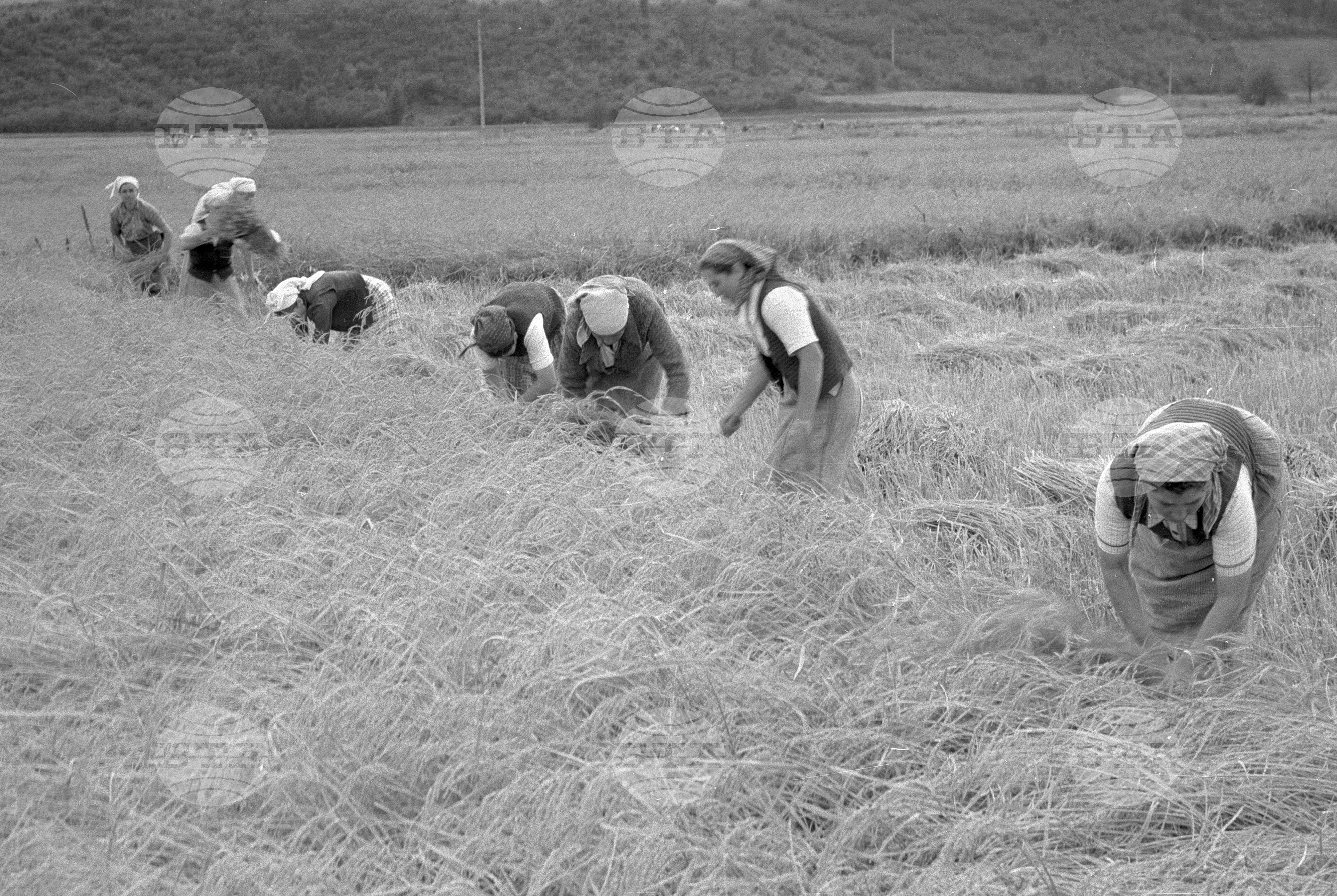 Жътва на ориз. Вършитба на ориз в Павликени - 1953 година