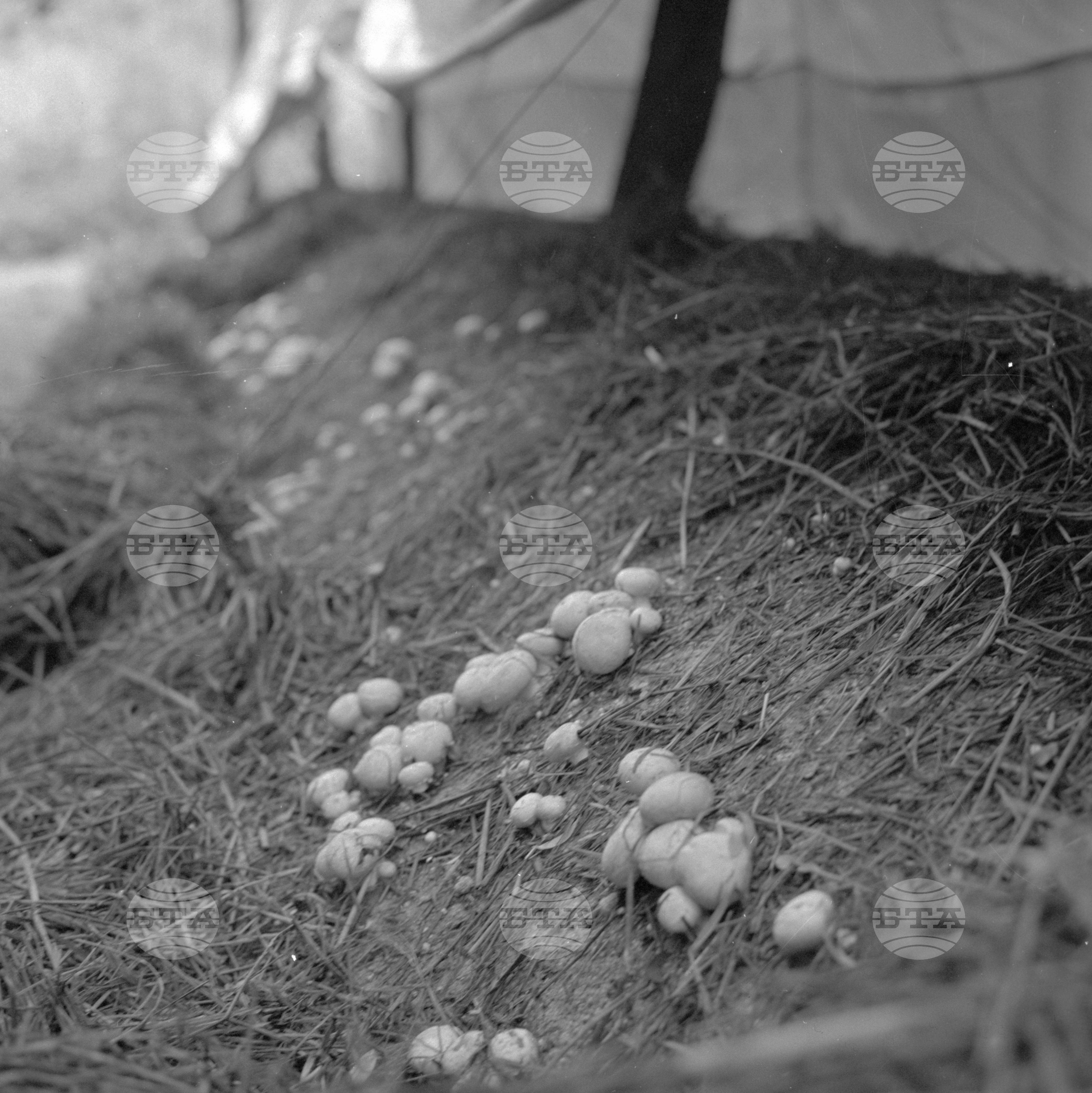 В производствения участък за гъби на Държавна стопанска организация (ДСО) "Родопа" град Пловдив