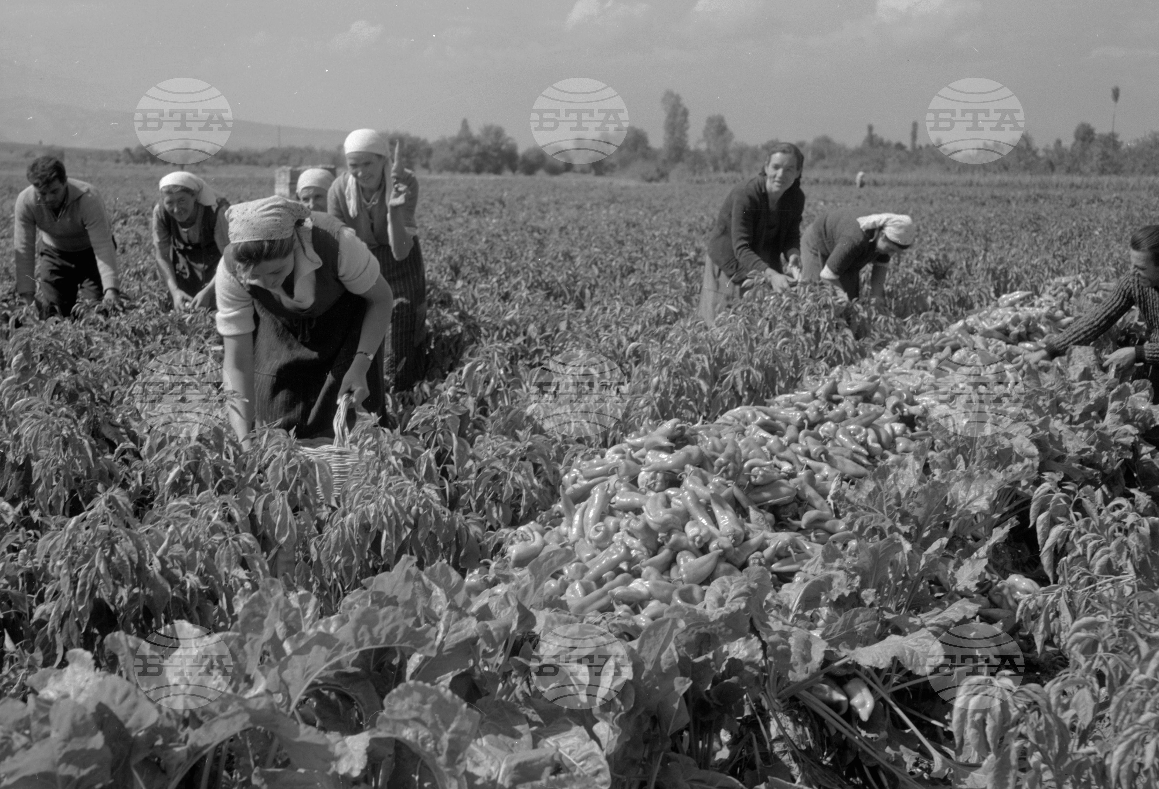 Из Кюстендилски окръг - септември 1962 година