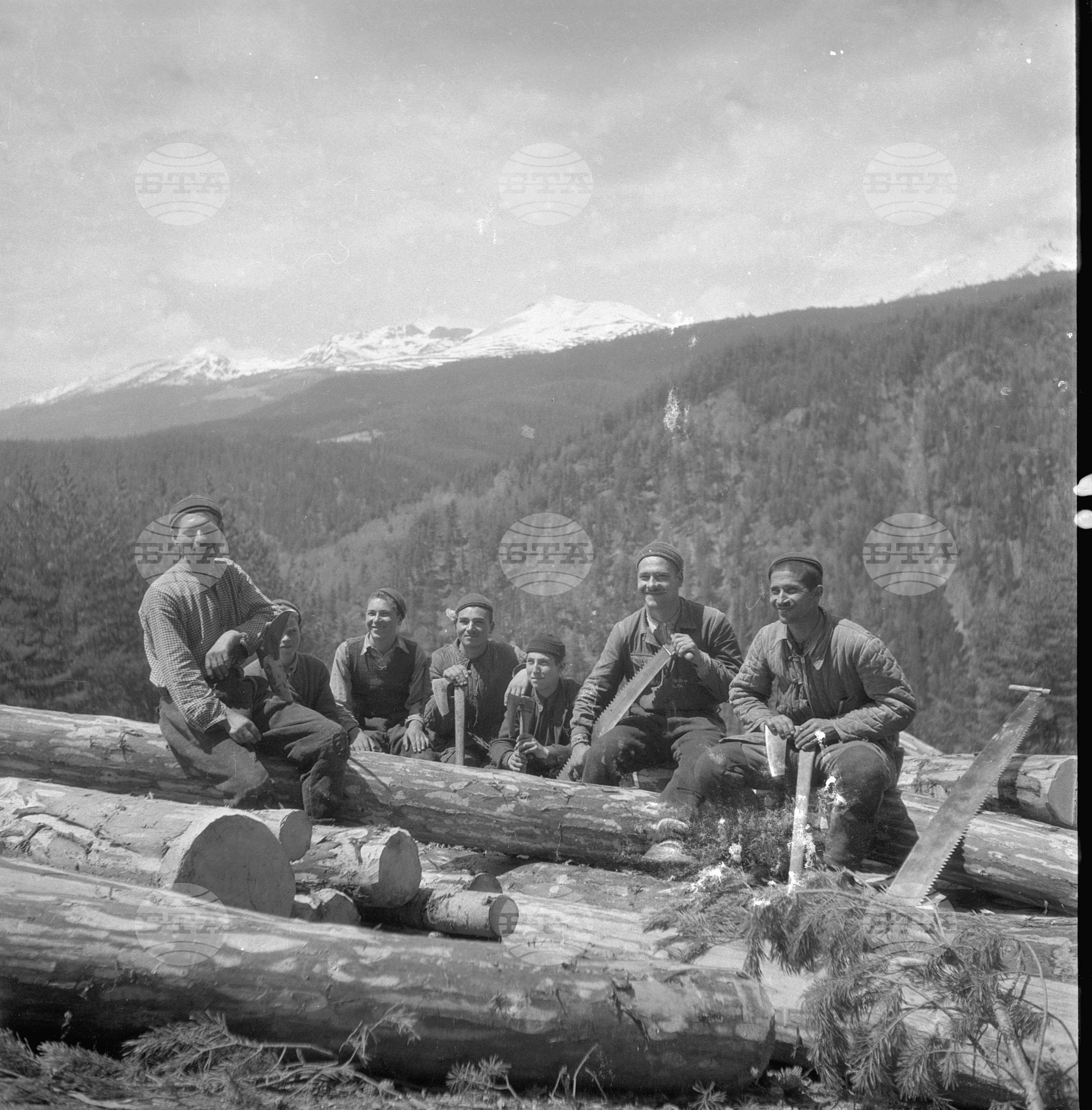 Дърводобив в държавни горски стопанства, 1951 - част 2