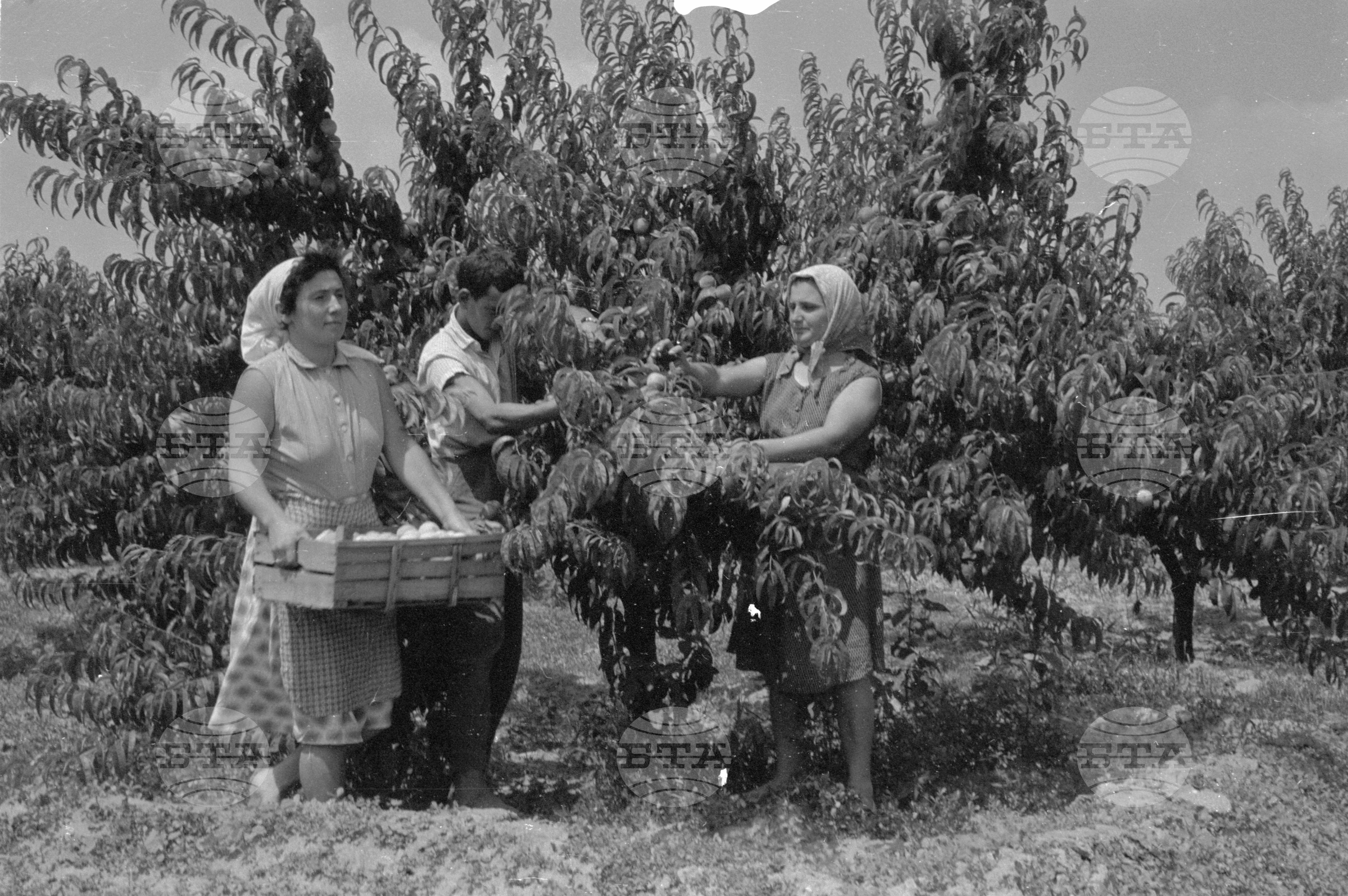 Беритбата на праскови в с. Близнец, Сливенски окръг - 1963