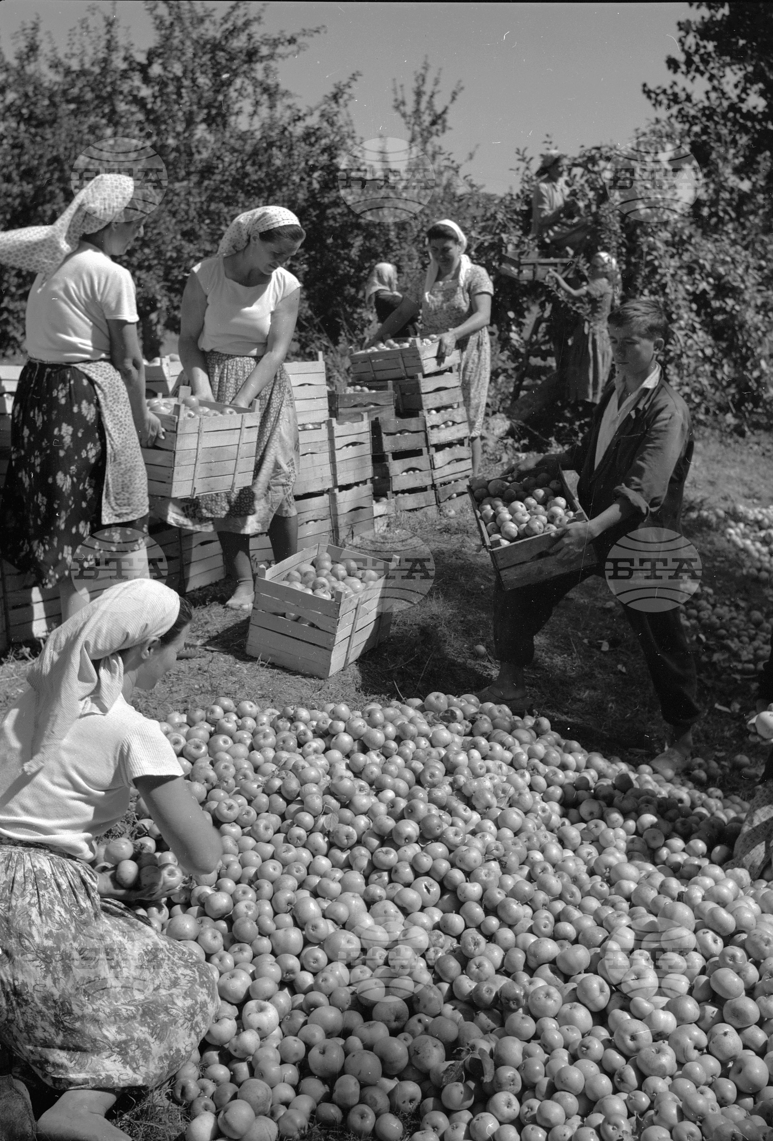 Беритба на ябълки в ДЗС Превала, Михайловградски окръг