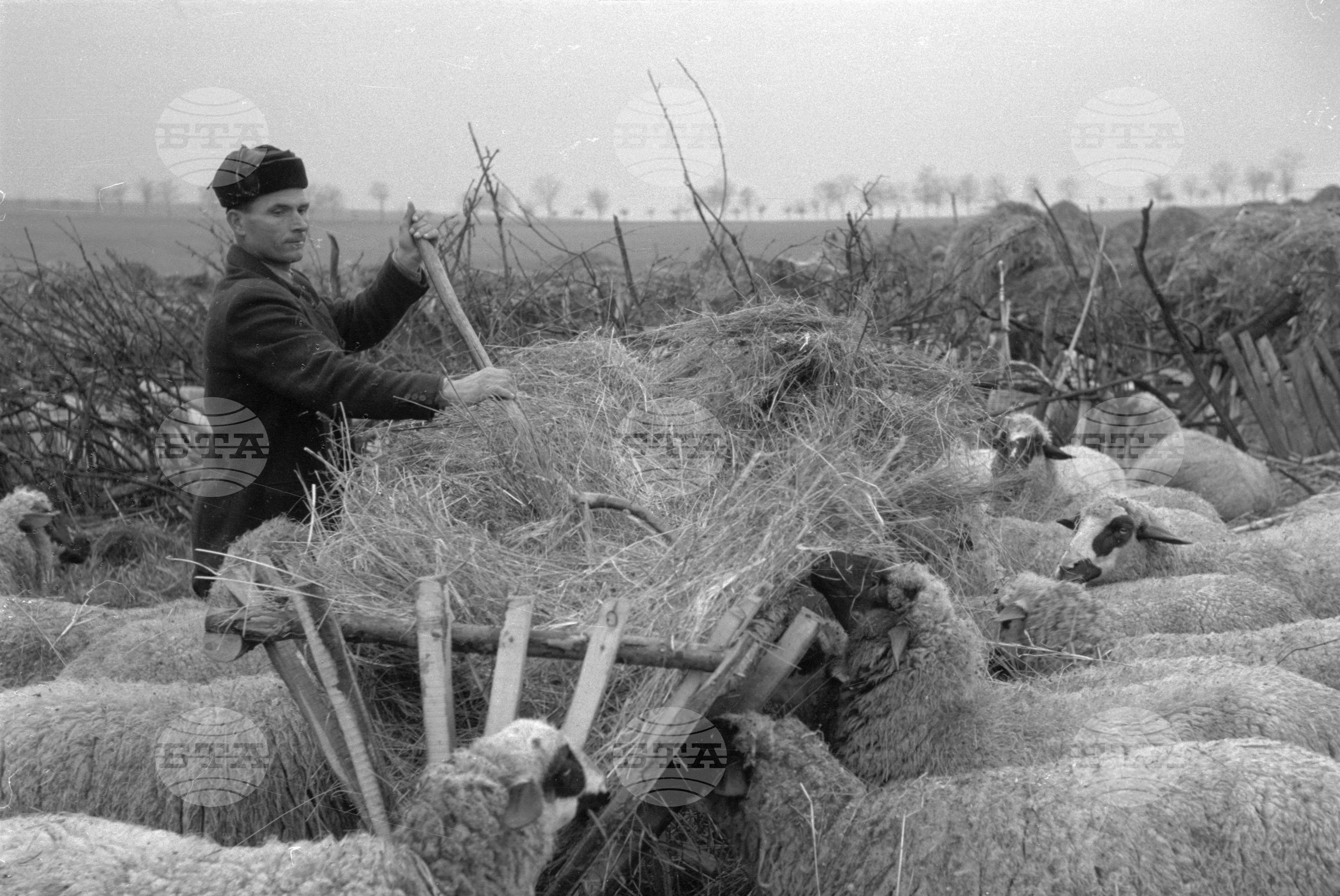 ТКЗС (Трудово-кооперативно земеделско стопанство) "Комуна" град Червен бряг