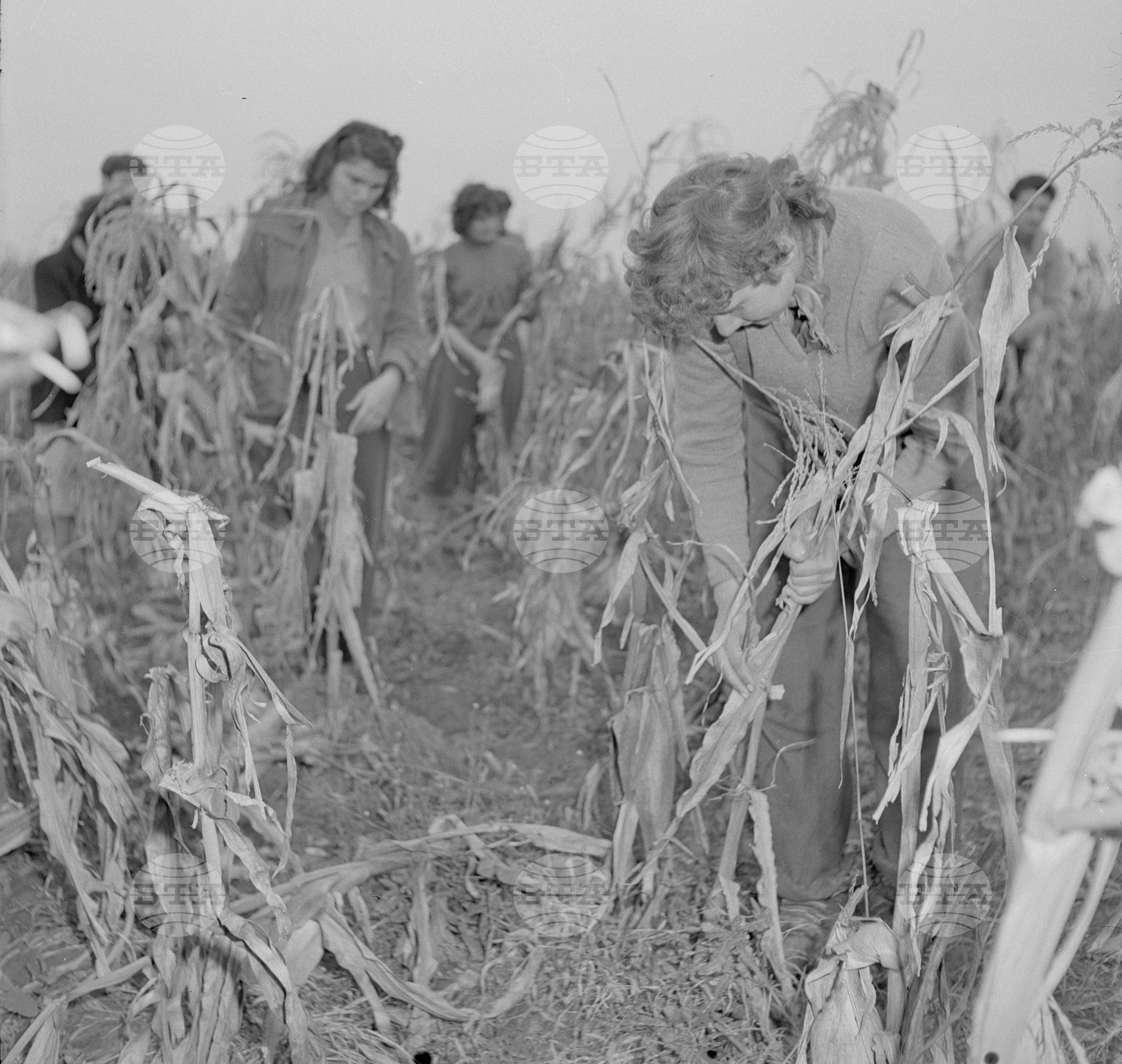 Студенти в помощ на кооператорите от Трудово-кооперативно земеделско стопанство (ТКЗС) "XX конгрес" в село Мокреш - Ломско