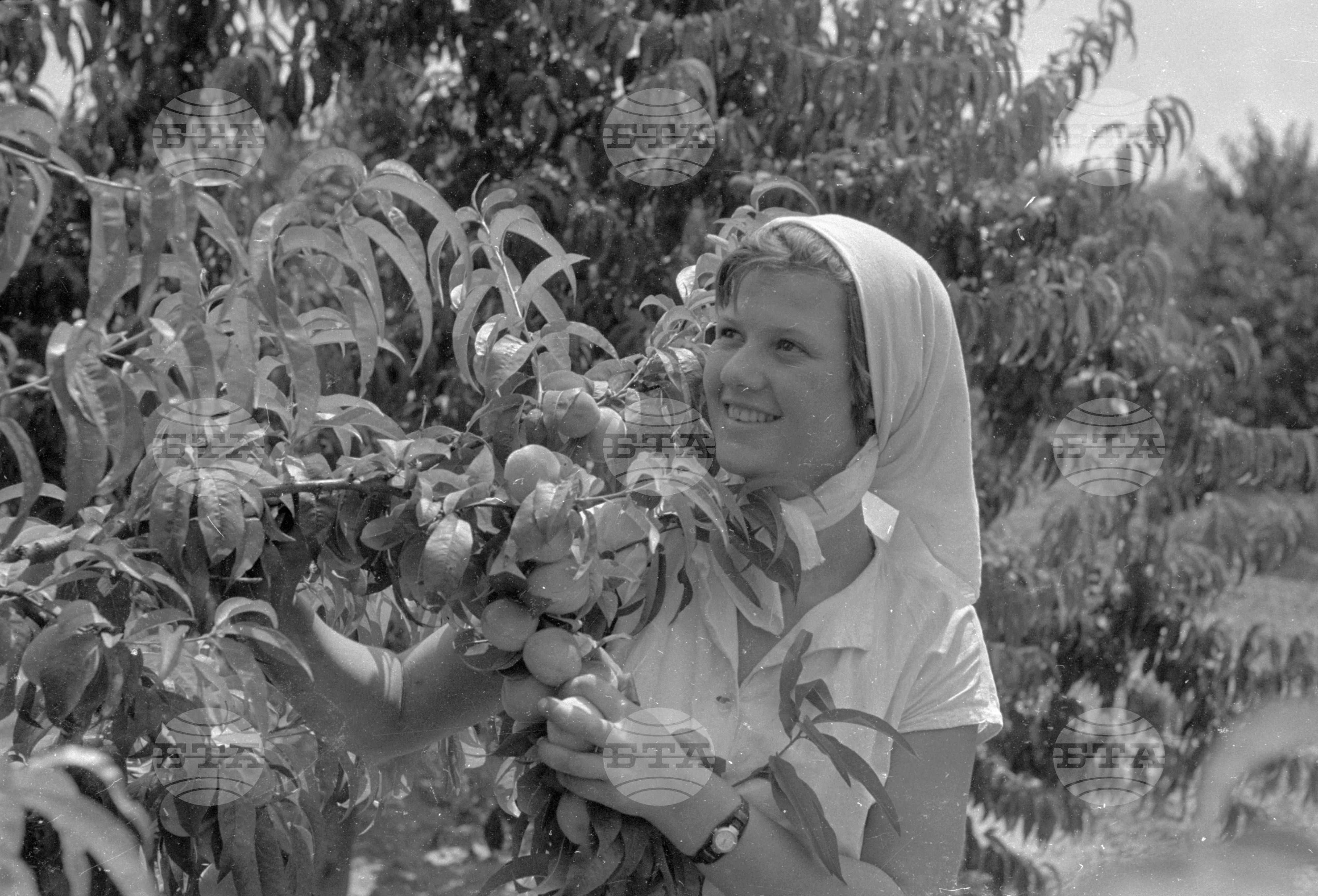 Беритбата на праскови в с. Близнец, Сливенски окръг - 1963