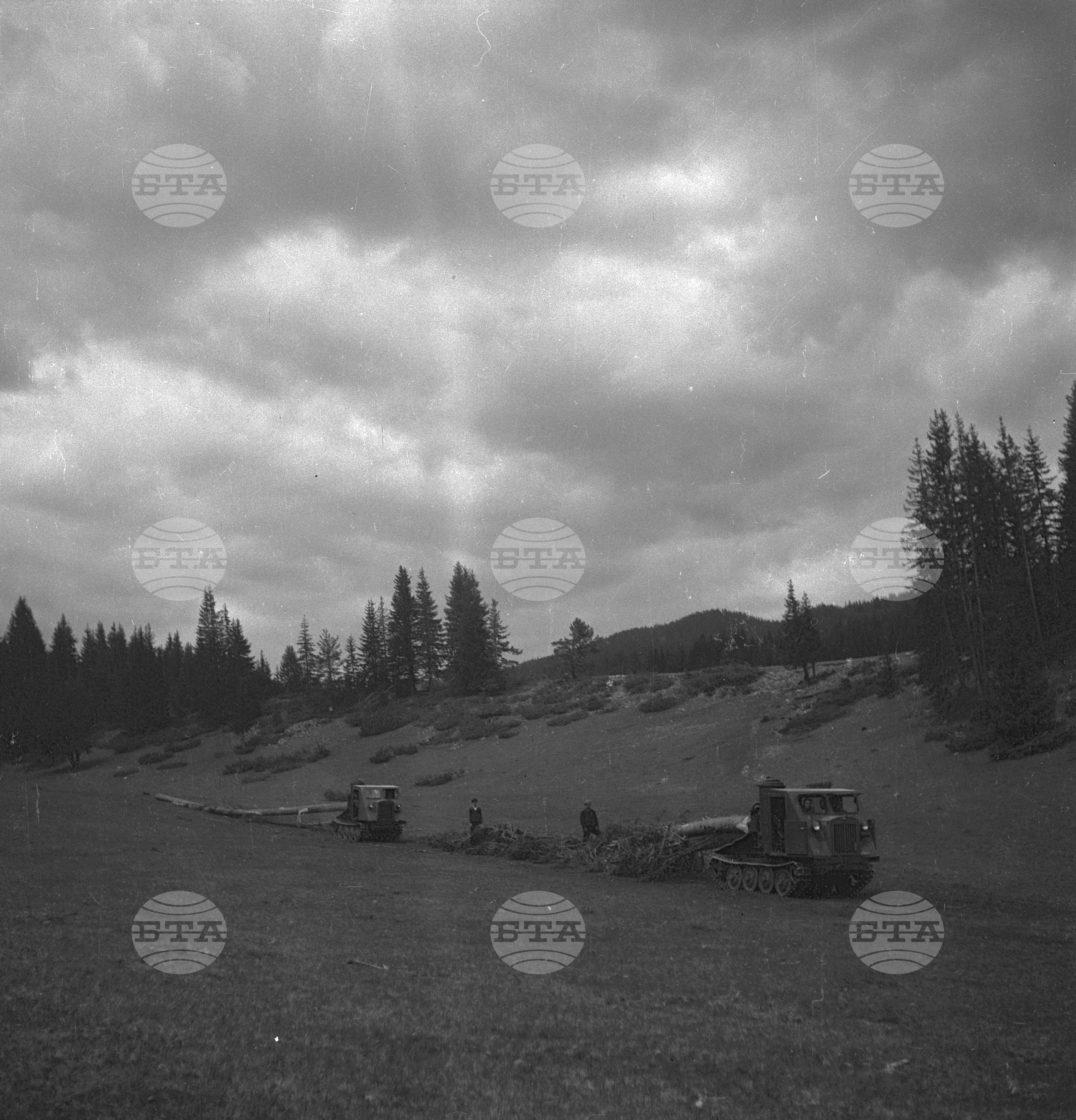Дърводобив в държавни горски стопанства, 1951 - част 8