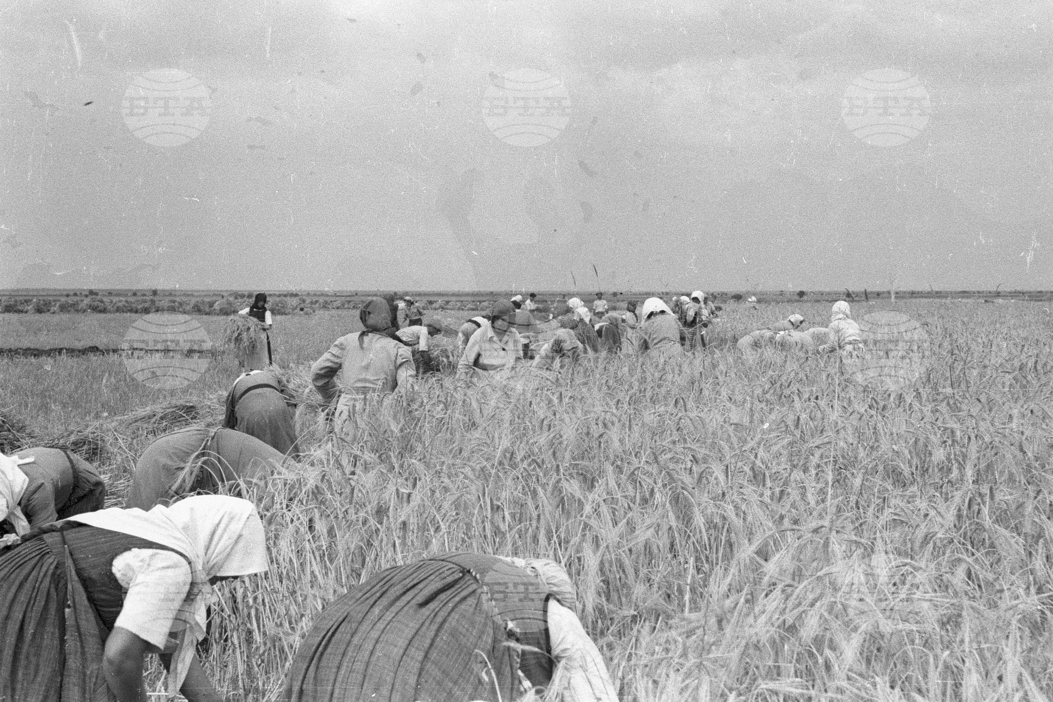 Жътва в Голямо Конаре (дн. гр. Съединение), 1951