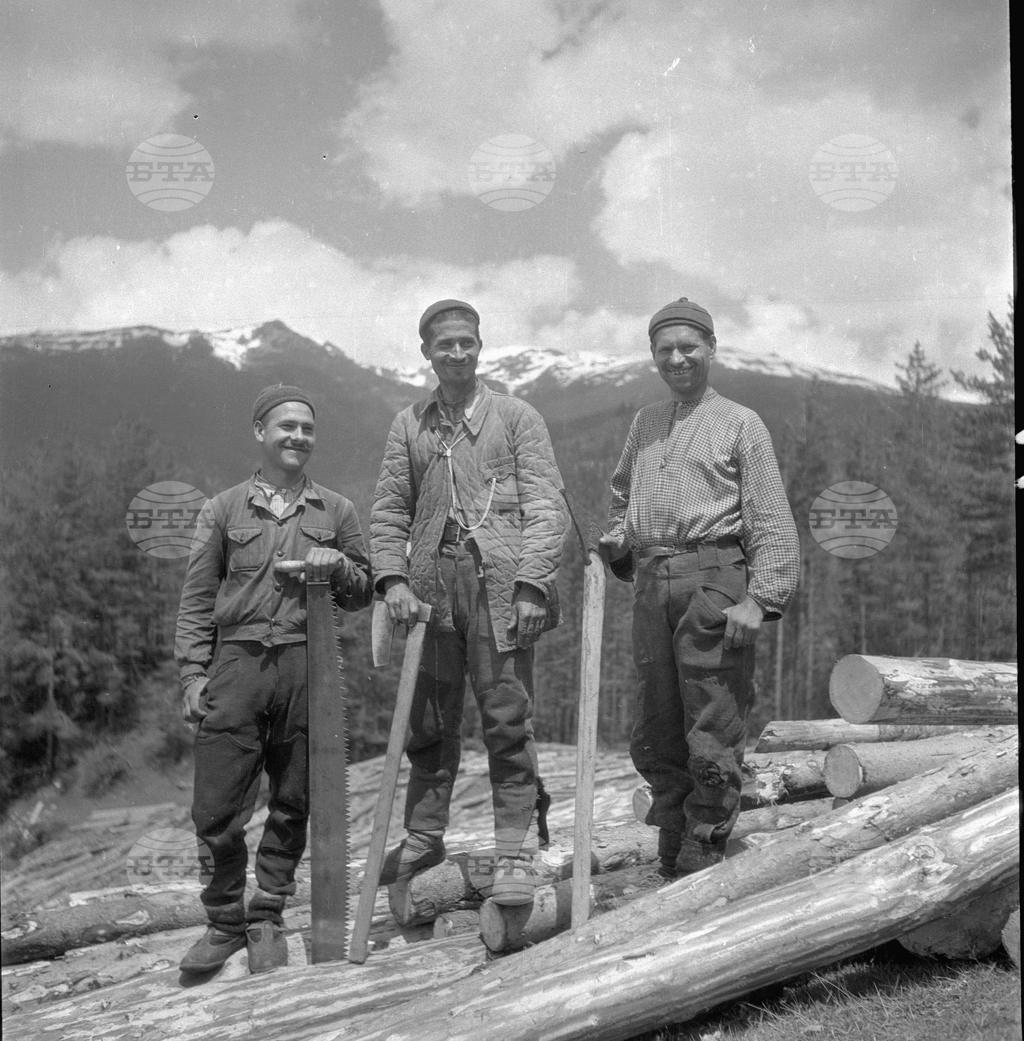Дърводобив в държавни горски стопанства, 1951 - част 2
