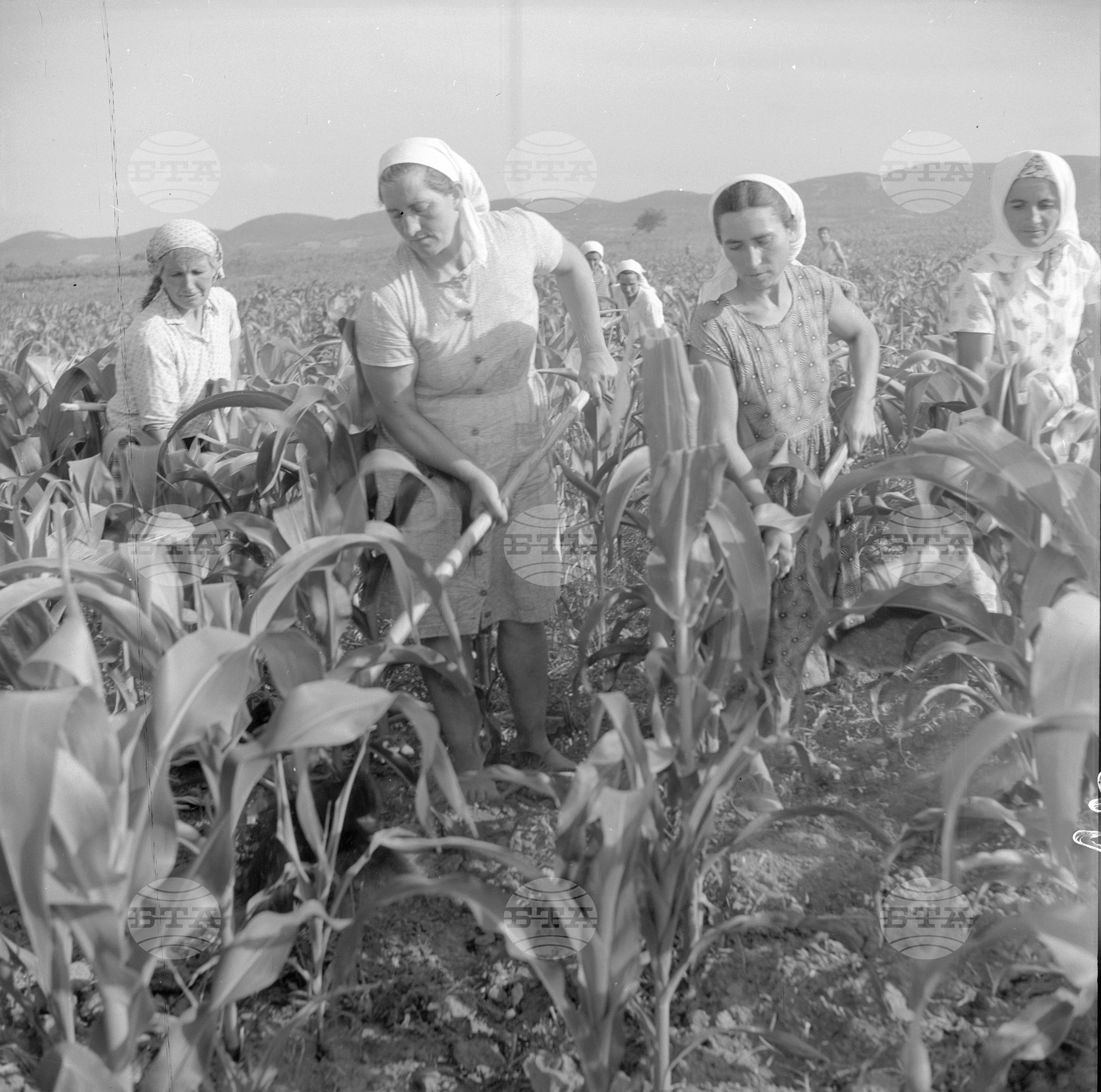 Жътвени дни във Врачански окръг - 1963