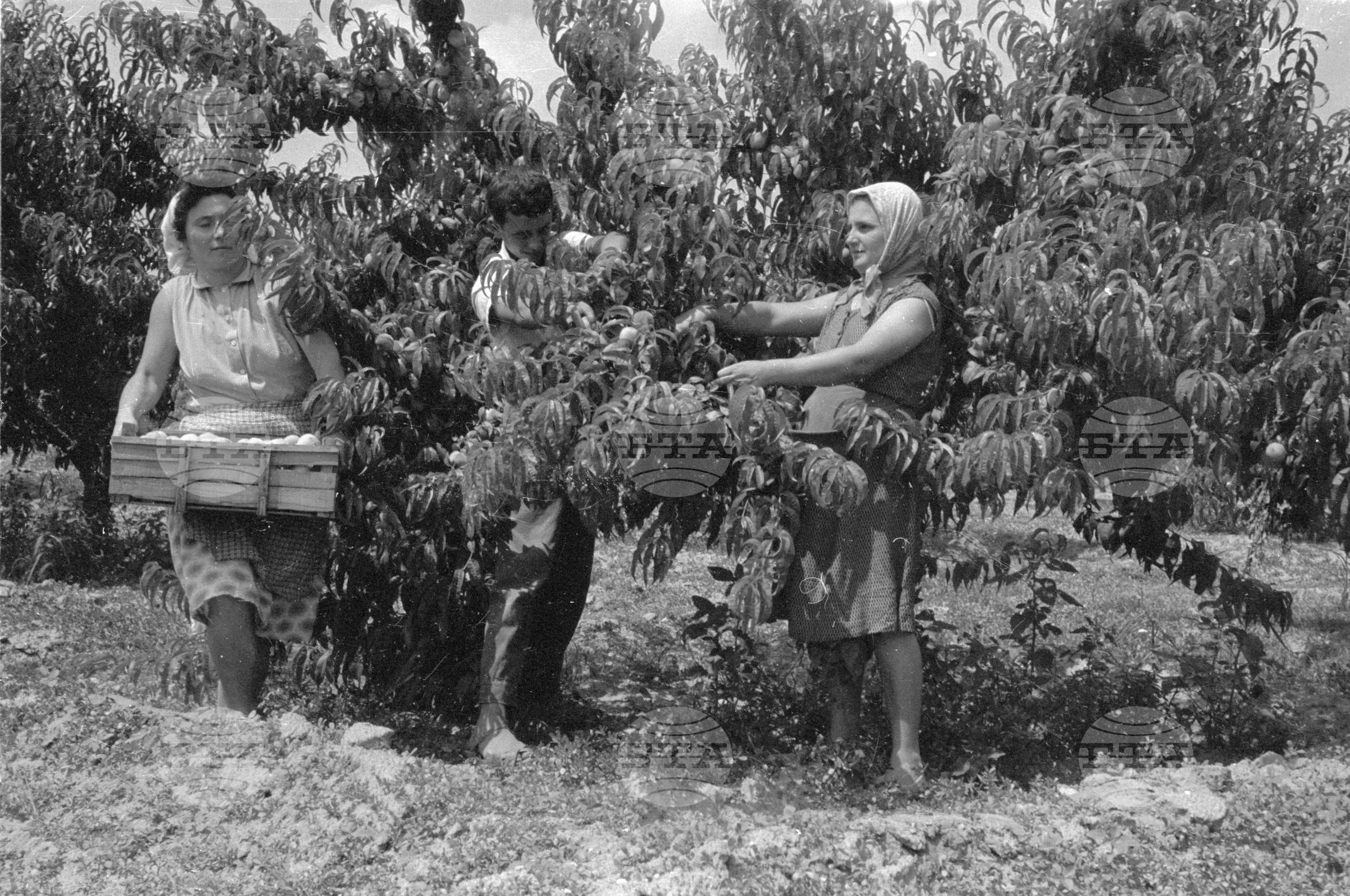 Беритбата на праскови в с. Близнец, Сливенски окръг - 1963