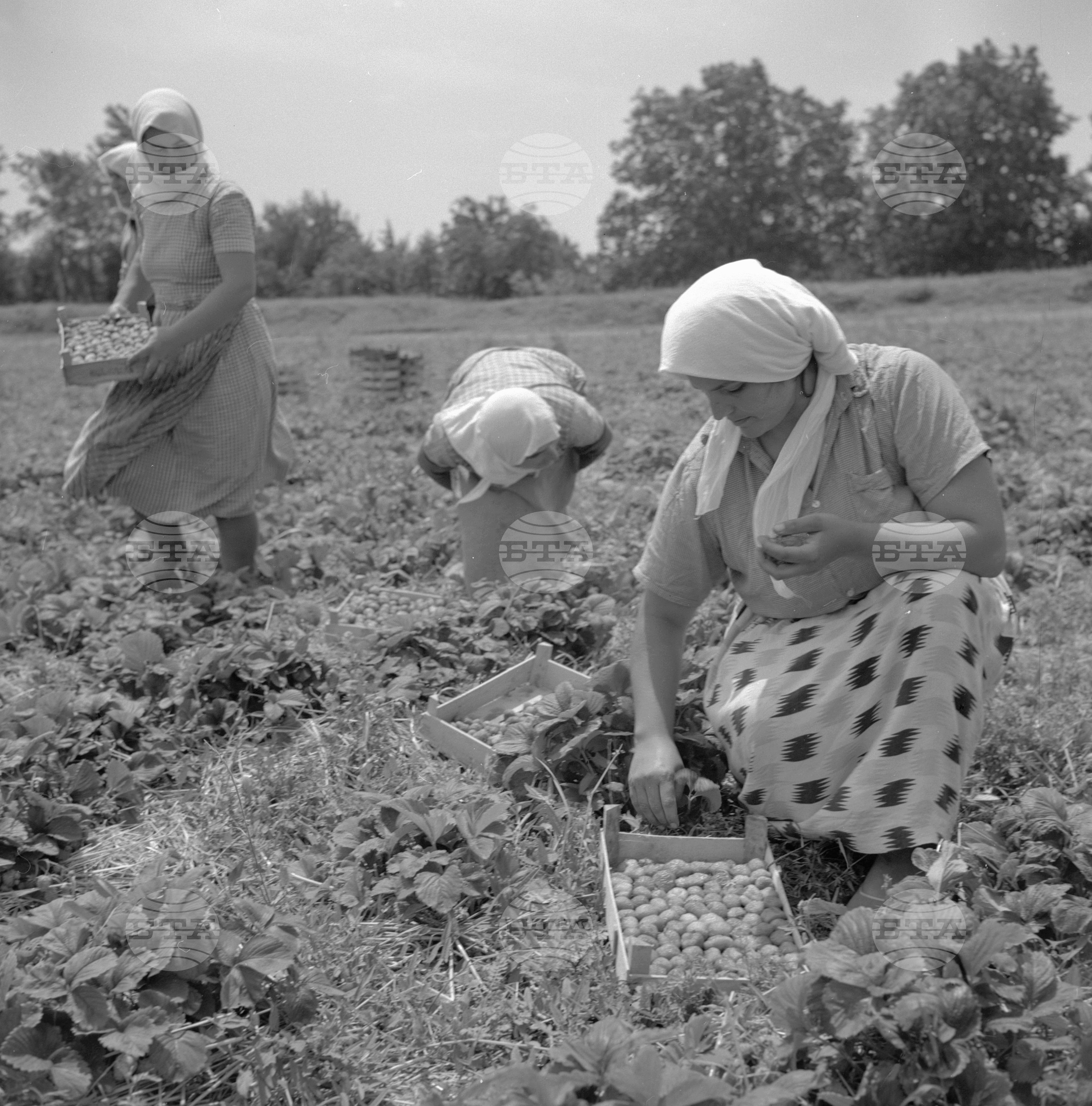 Из Пазарджишки окръг - 1963 - част 2