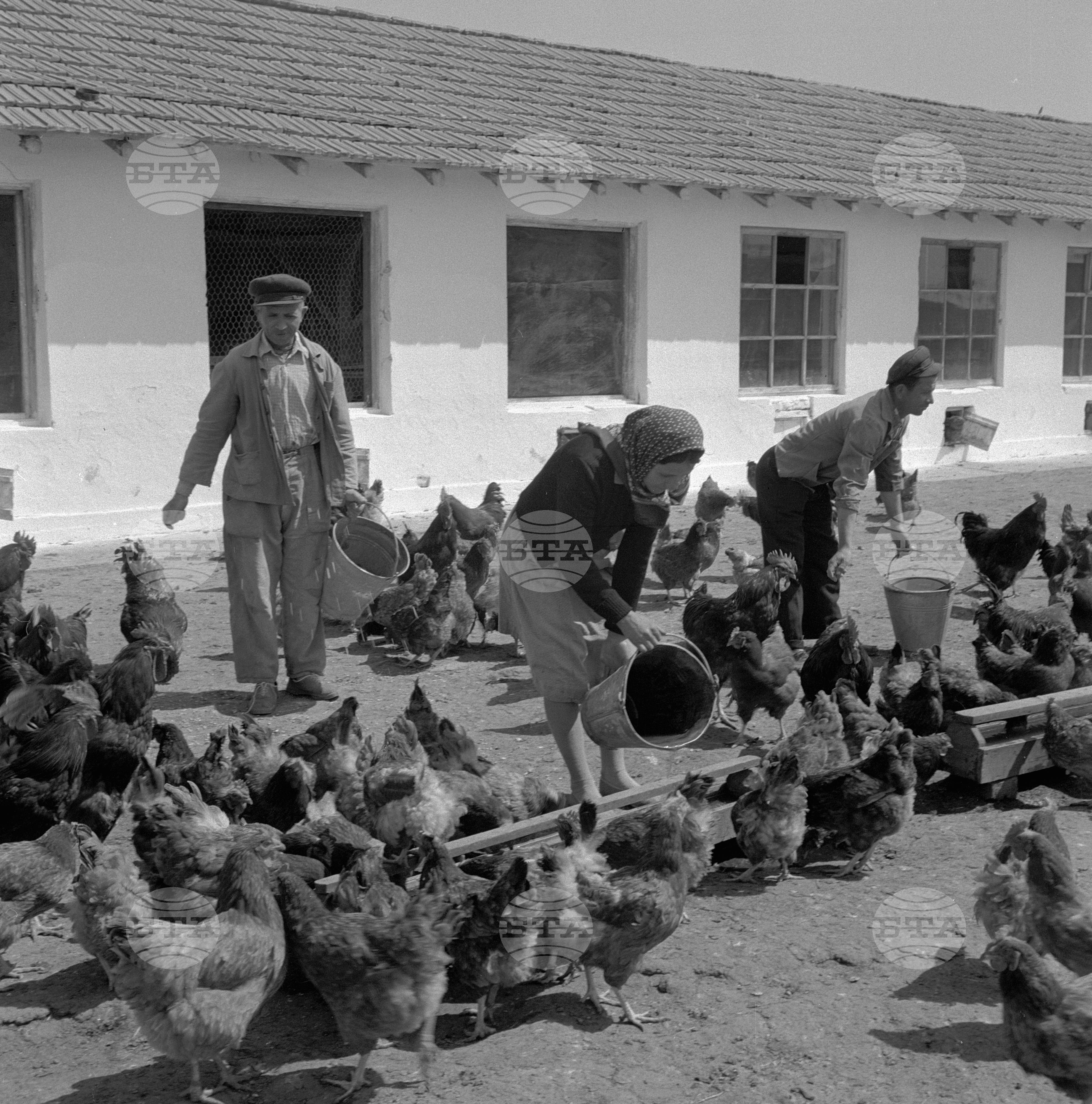 Успехи на племенната птицеферма в ТКЗС град Исперих