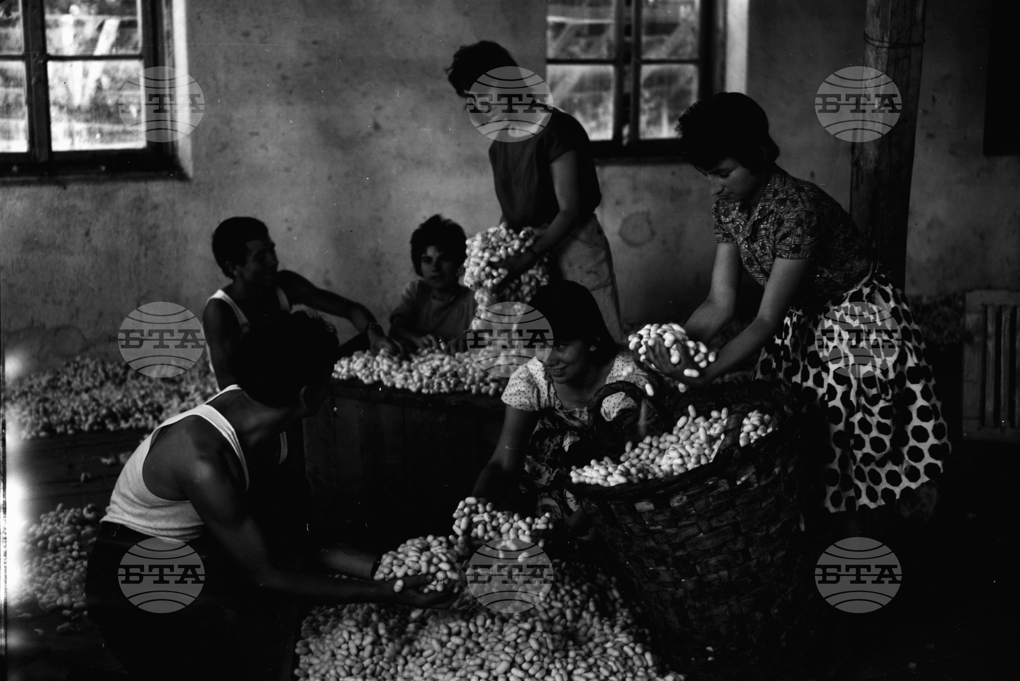 Прибират плодовете на своя труд - 1963