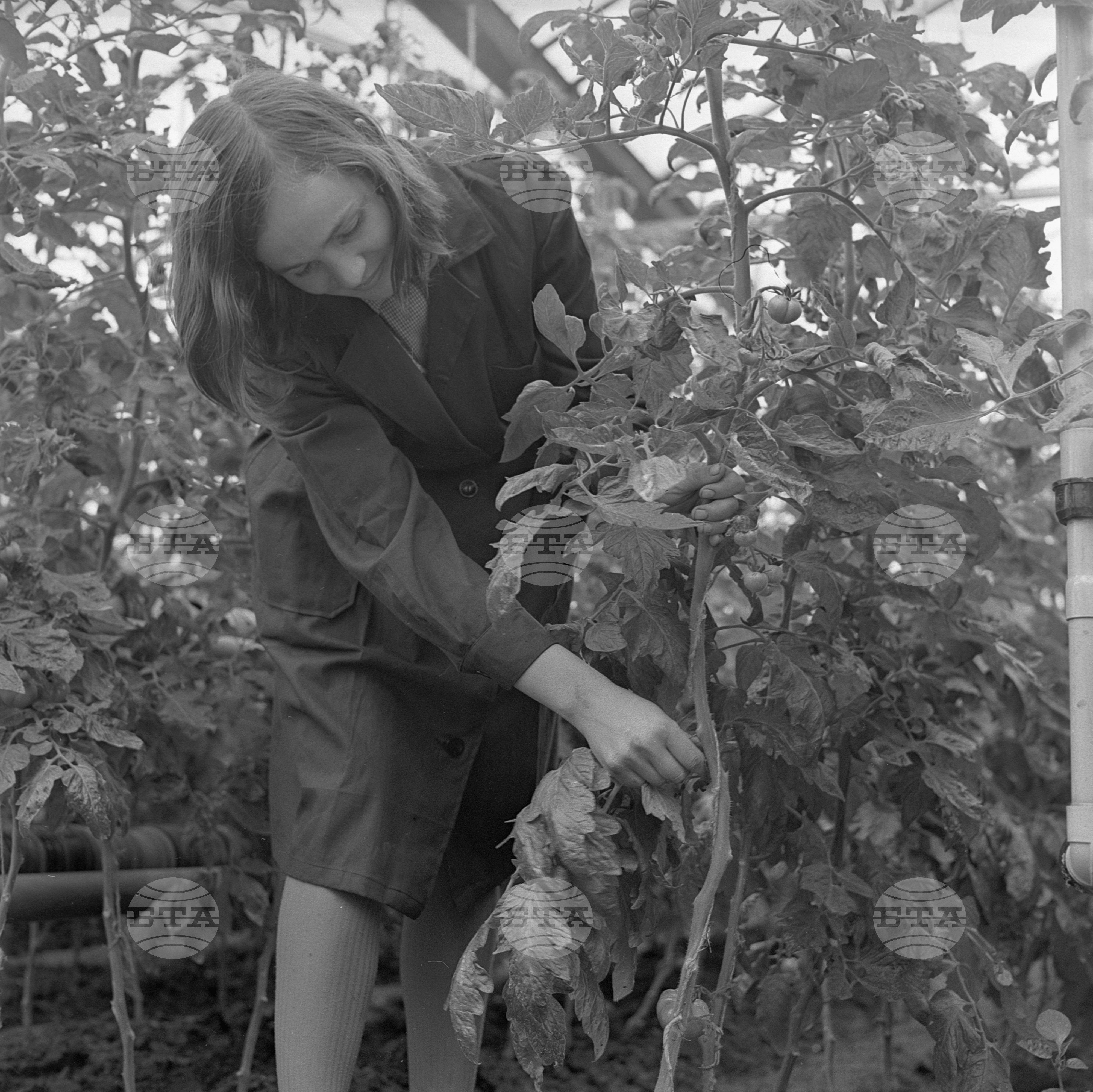 Град Стара Загора - Държавно стопанско обединение "Булгарплод" - Оранжерия за зеленчуци
