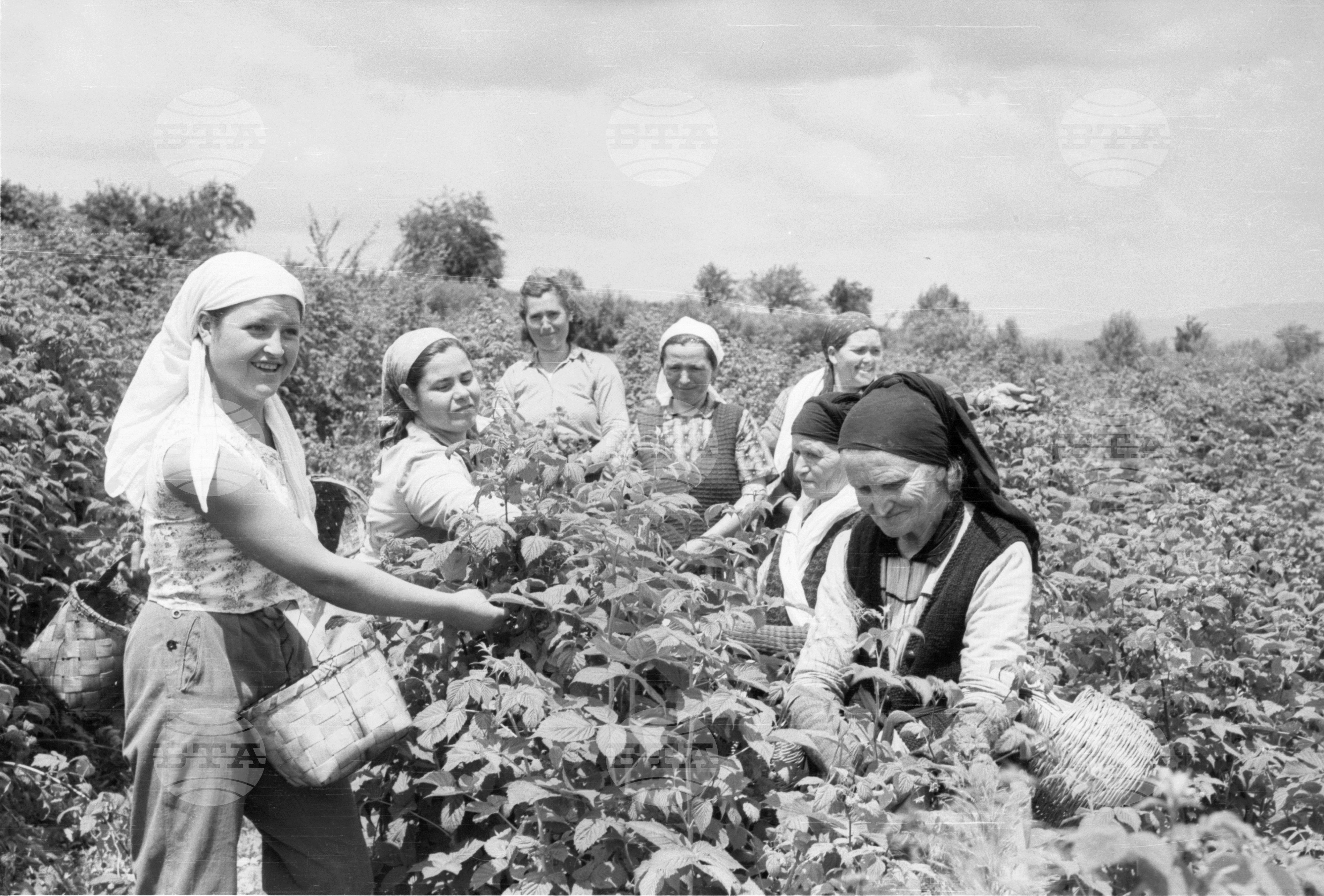 Малинобер в село Костенец