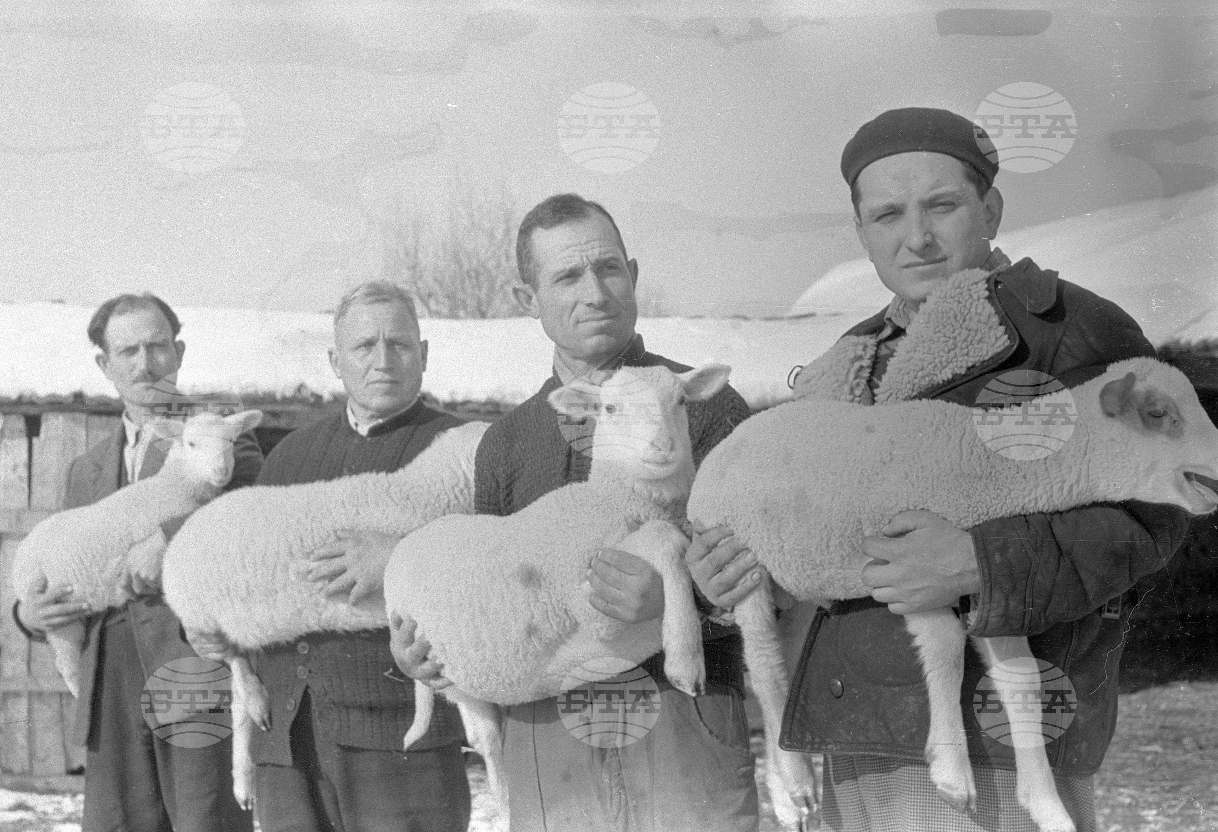 Овчарите от ТКЗС (Трудово кооперативно земеделско стопанство) кв. "Бенковски" - София