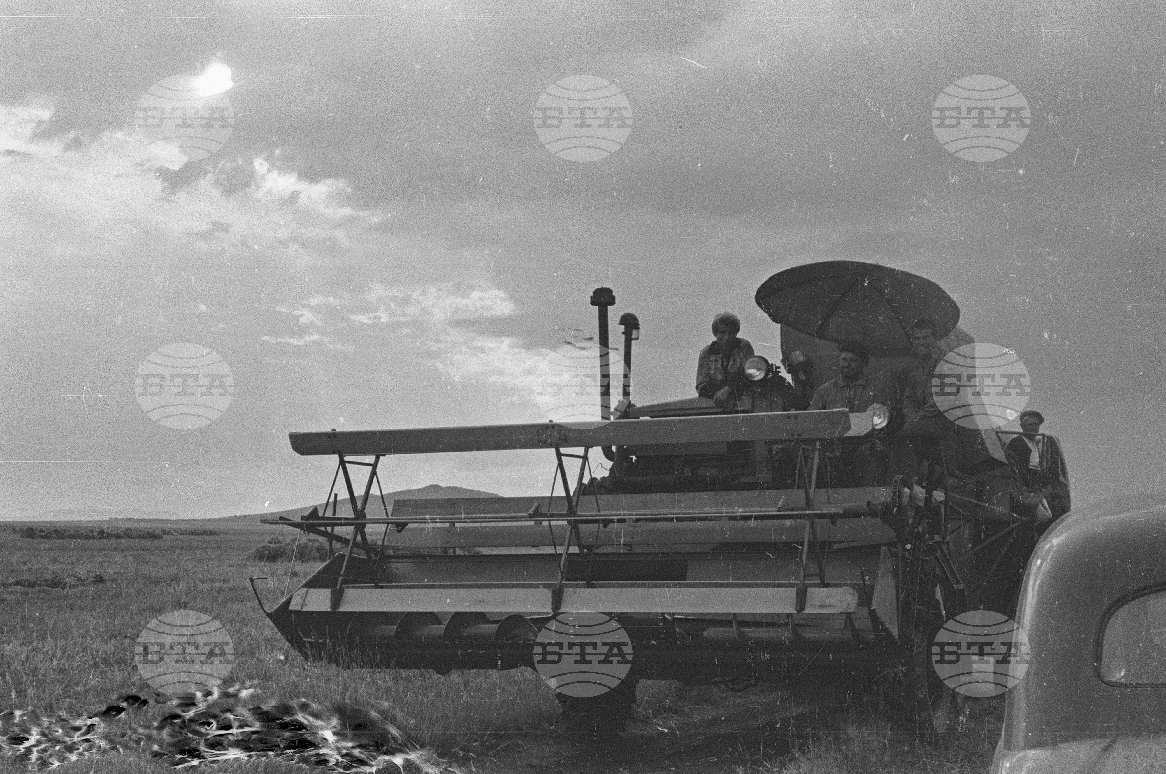 Беритба на памук в Черногорево. Архив - Българска телеграфна агенция (БТА), 1951
