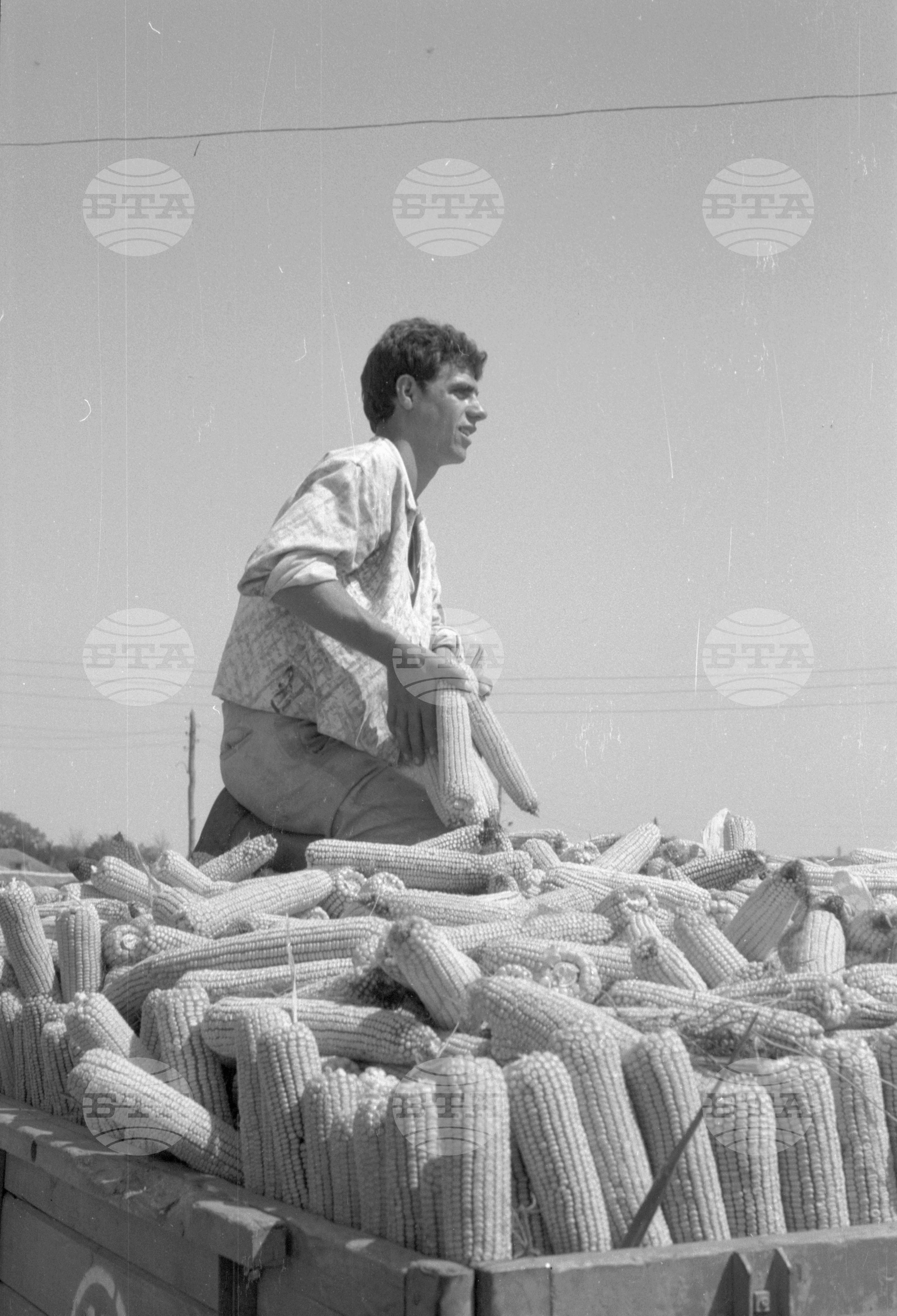 ТКЗС (Трудово кооперативно земеделско стопанство) във Видин - 1963