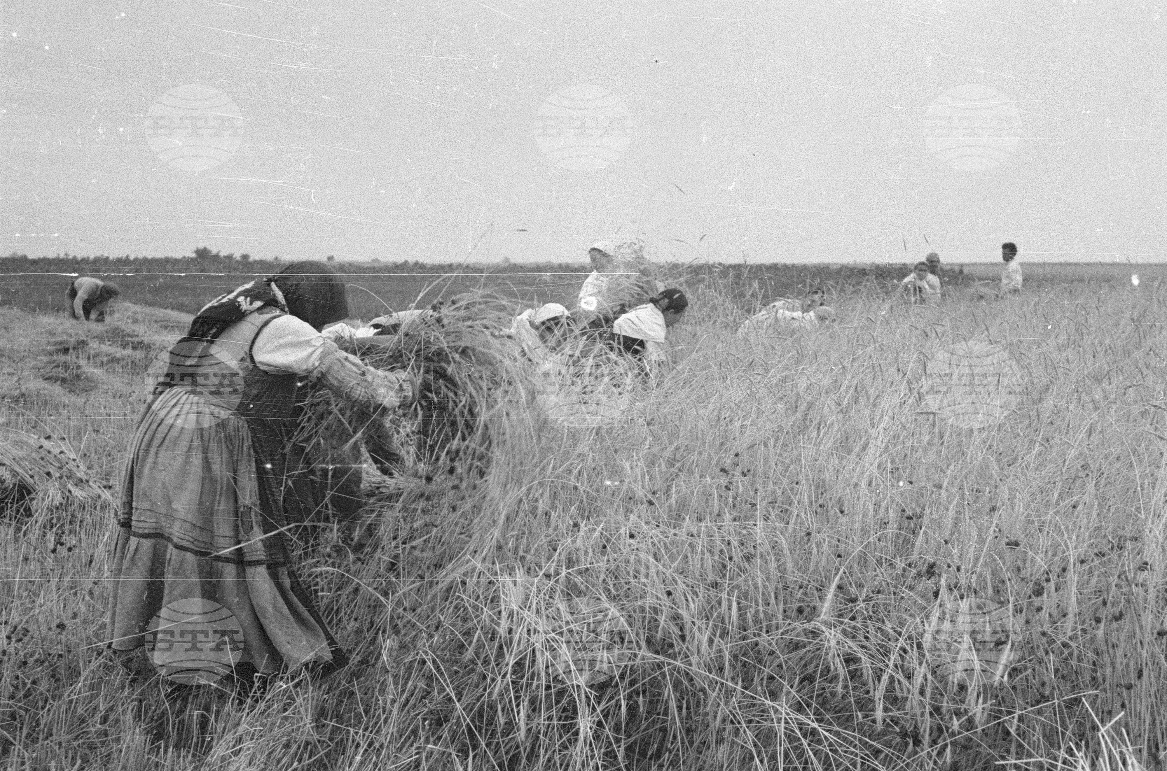 ТКЗС (Трудово кооперативно земеделско стопанство) Лесичово, Пазарджишко, 1951