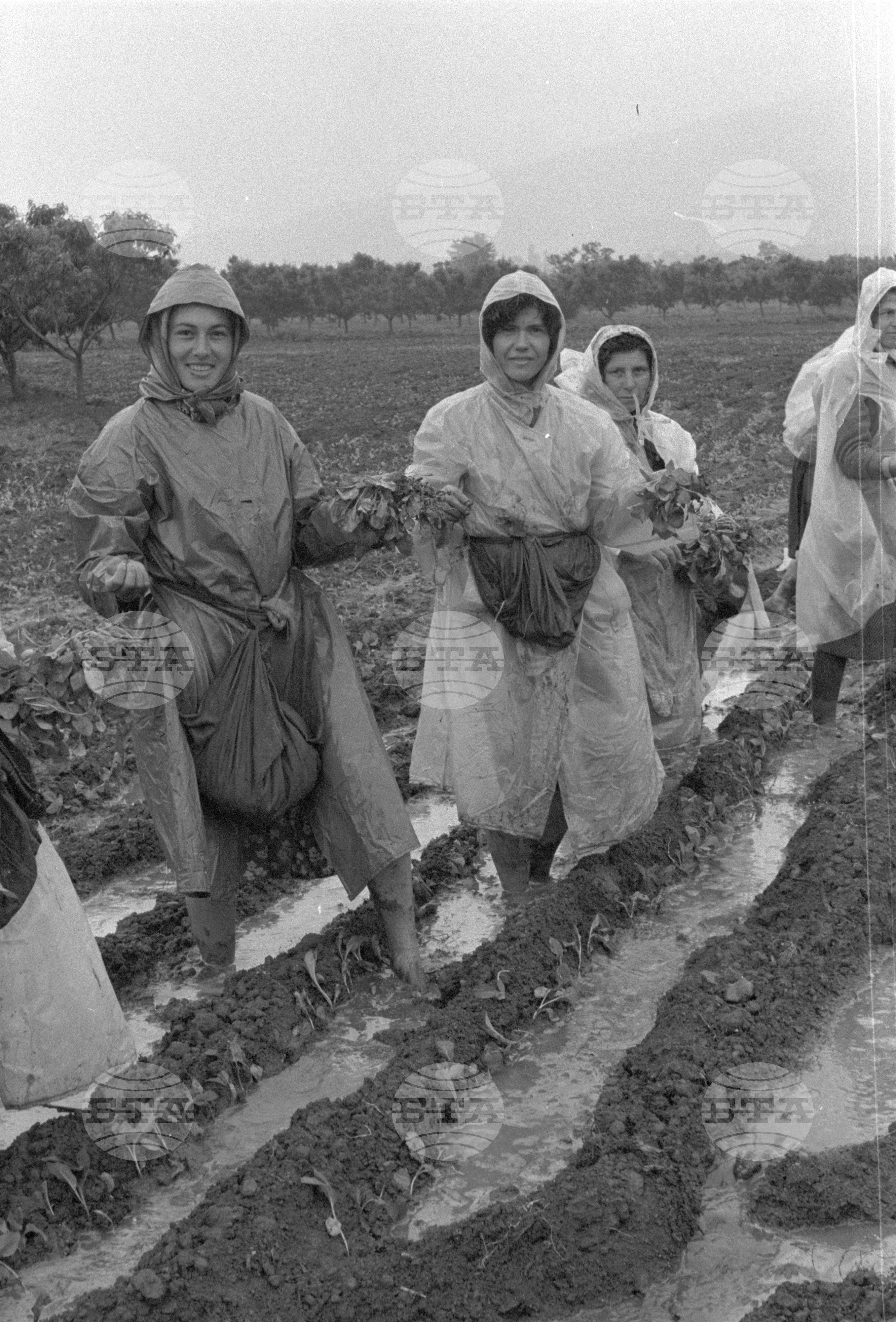 Предприятие "Тютюнева промишленост" град Петрич