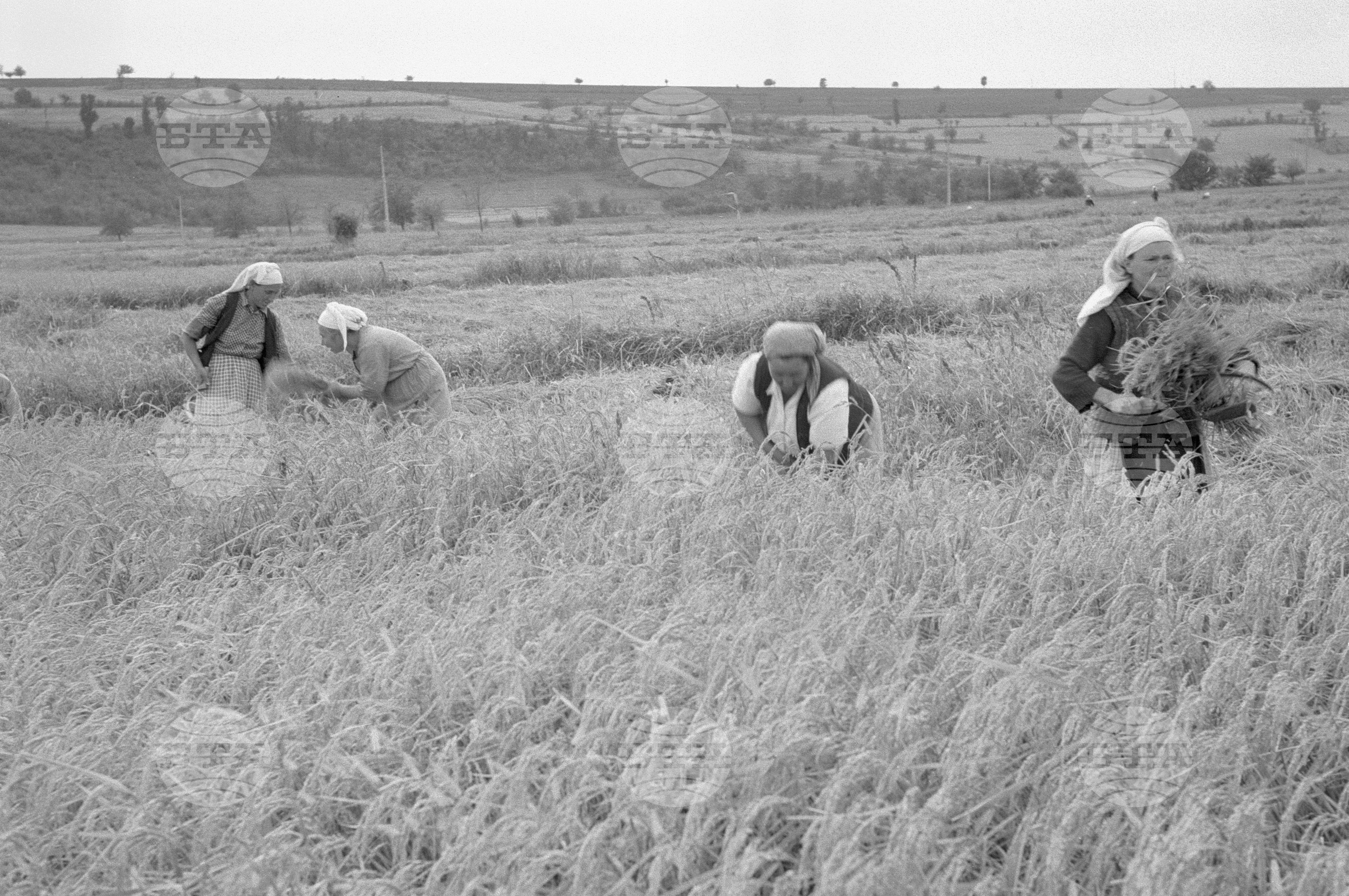 Жътва на ориз. Вършитба на ориз в Павликени - 1953 година
