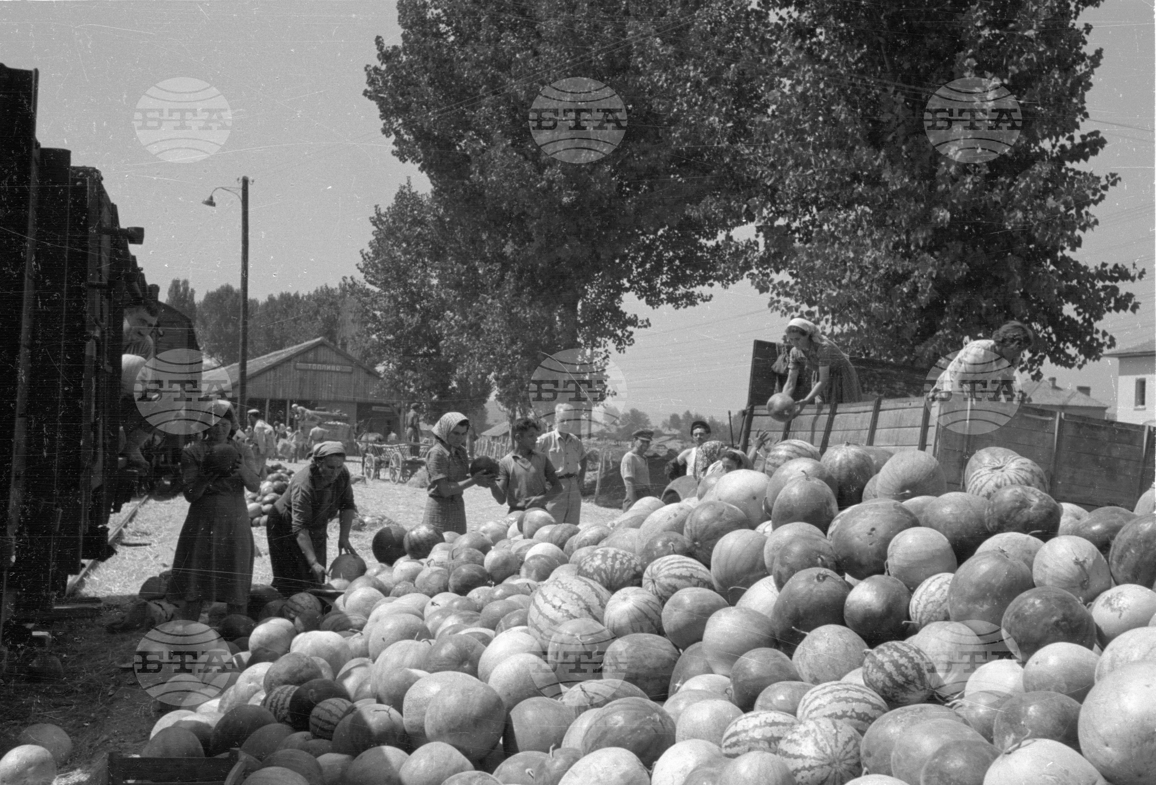 Износ на плодове от пристанището на гр. Видин - 1953 година