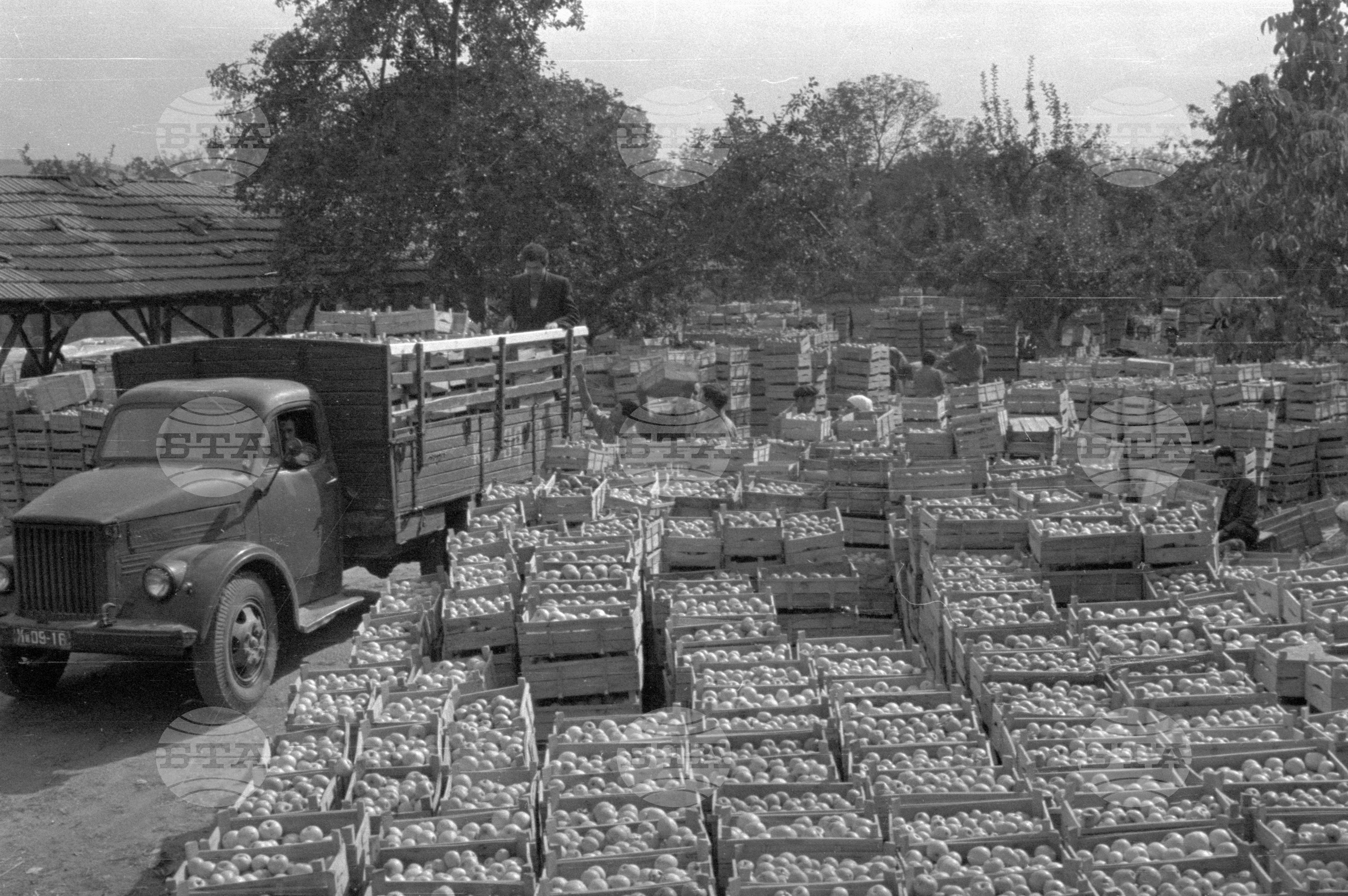 Из Кюстендилски окръг - септември 1962 година