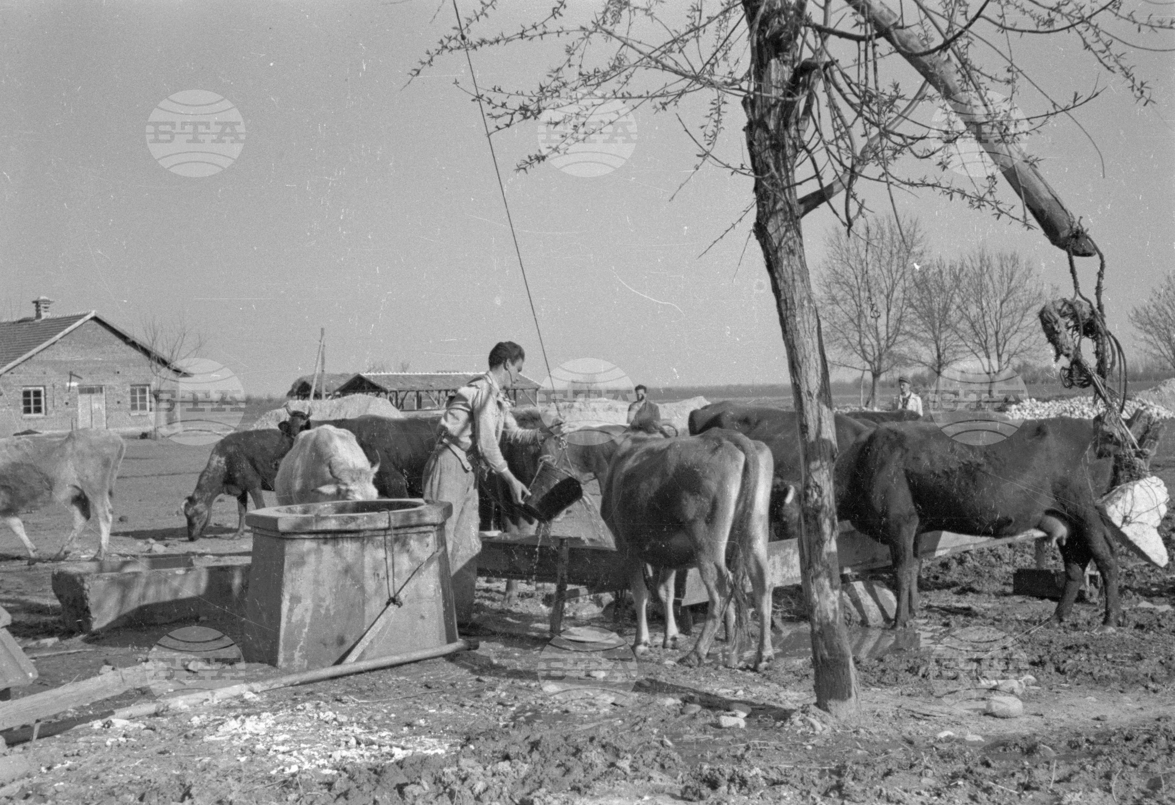 Трудово кооперативното земеделско стопанство (ТКЗС) Караджово, 1951