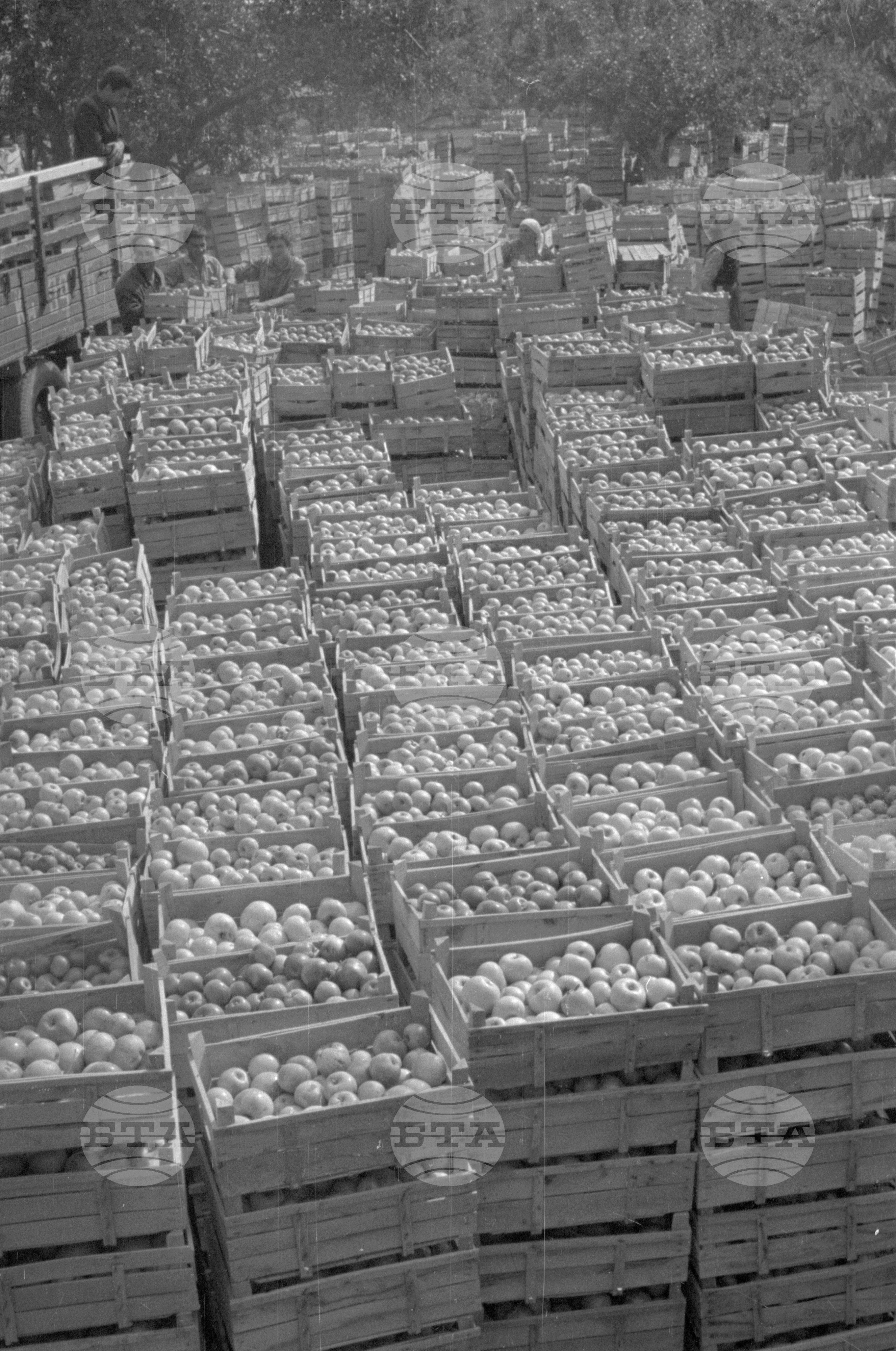 Из Кюстендилски окръг - септември 1962 година