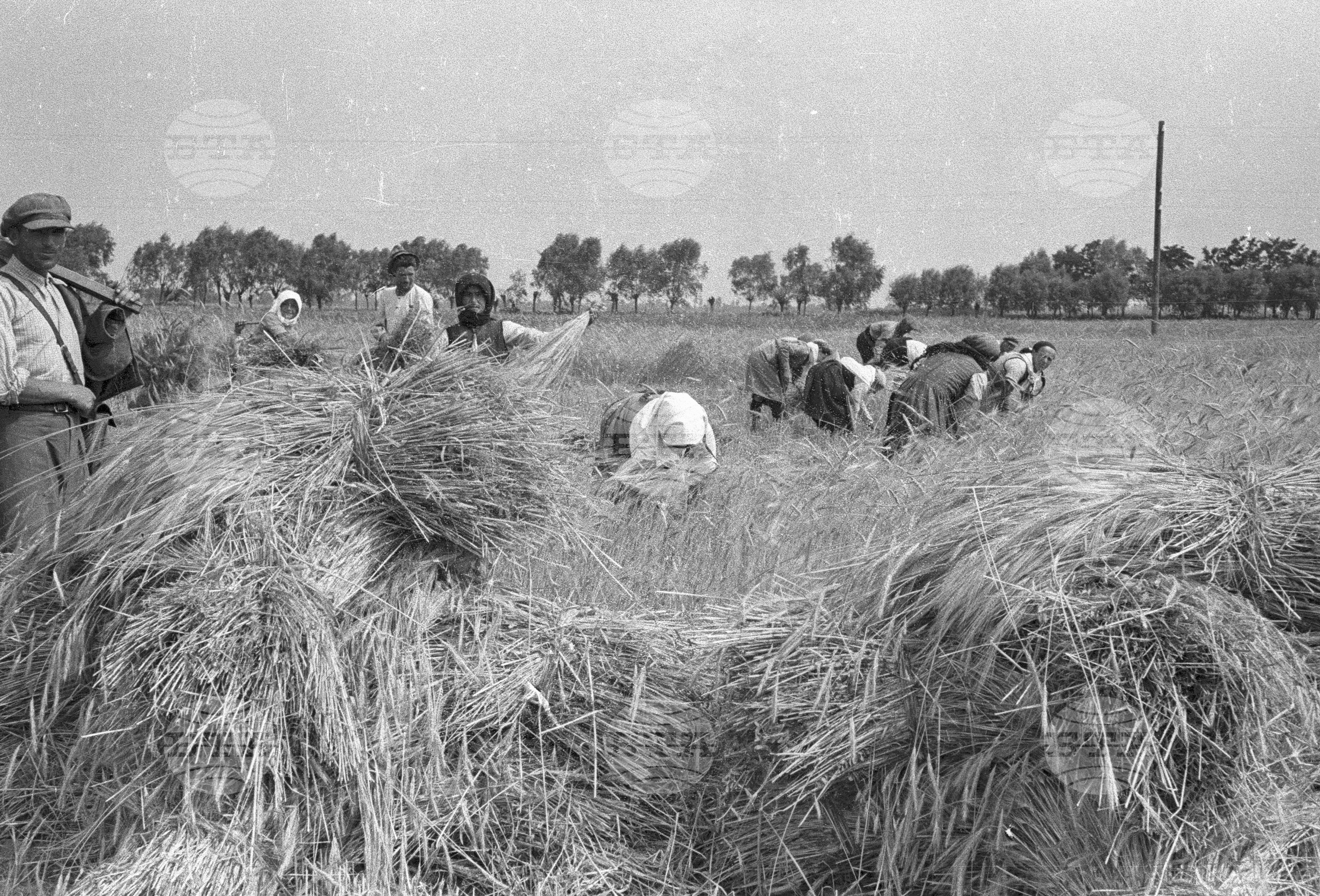 Жътва в Цалапица - Костиево, 1951