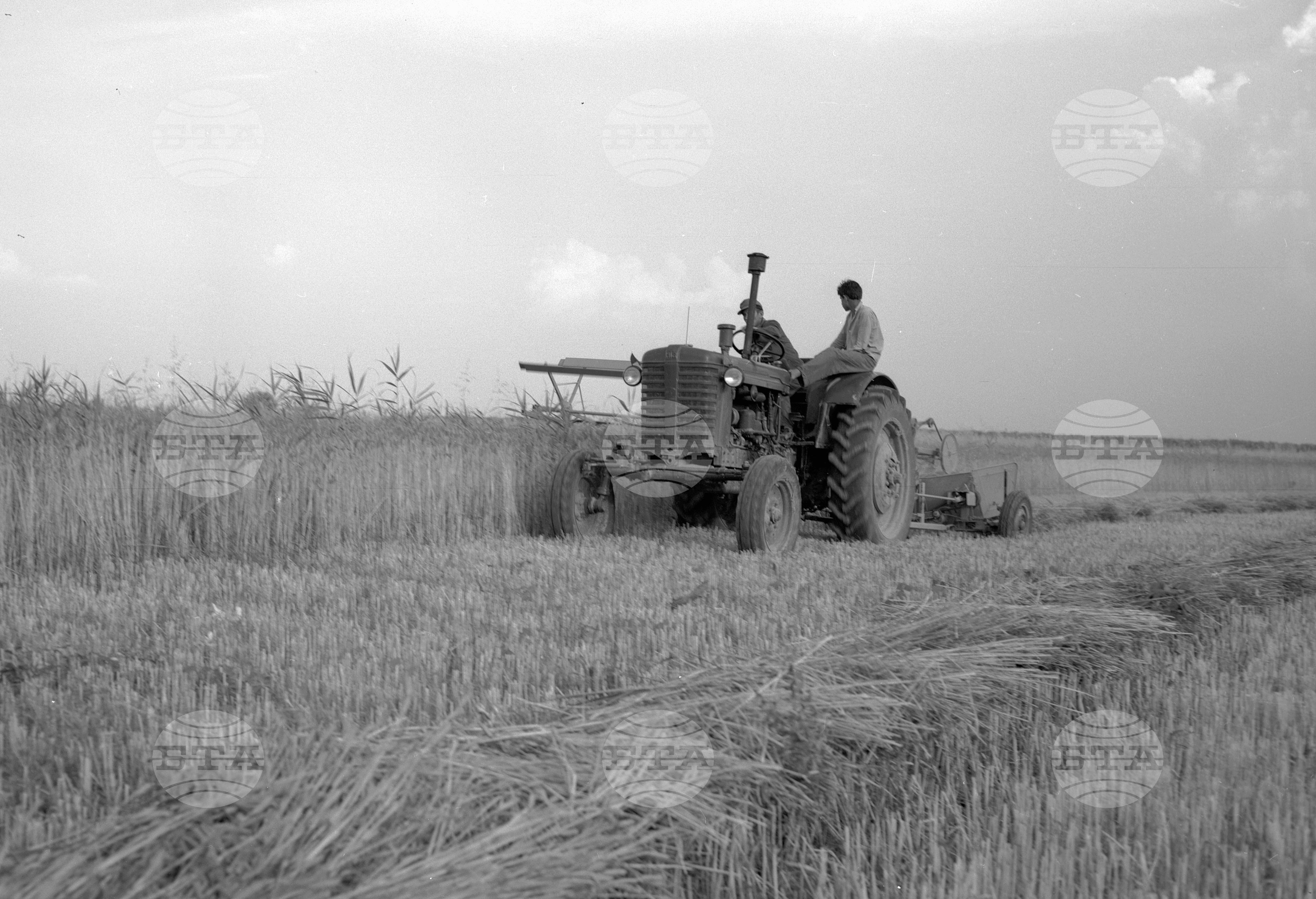 Жътва на пшеница - 1963