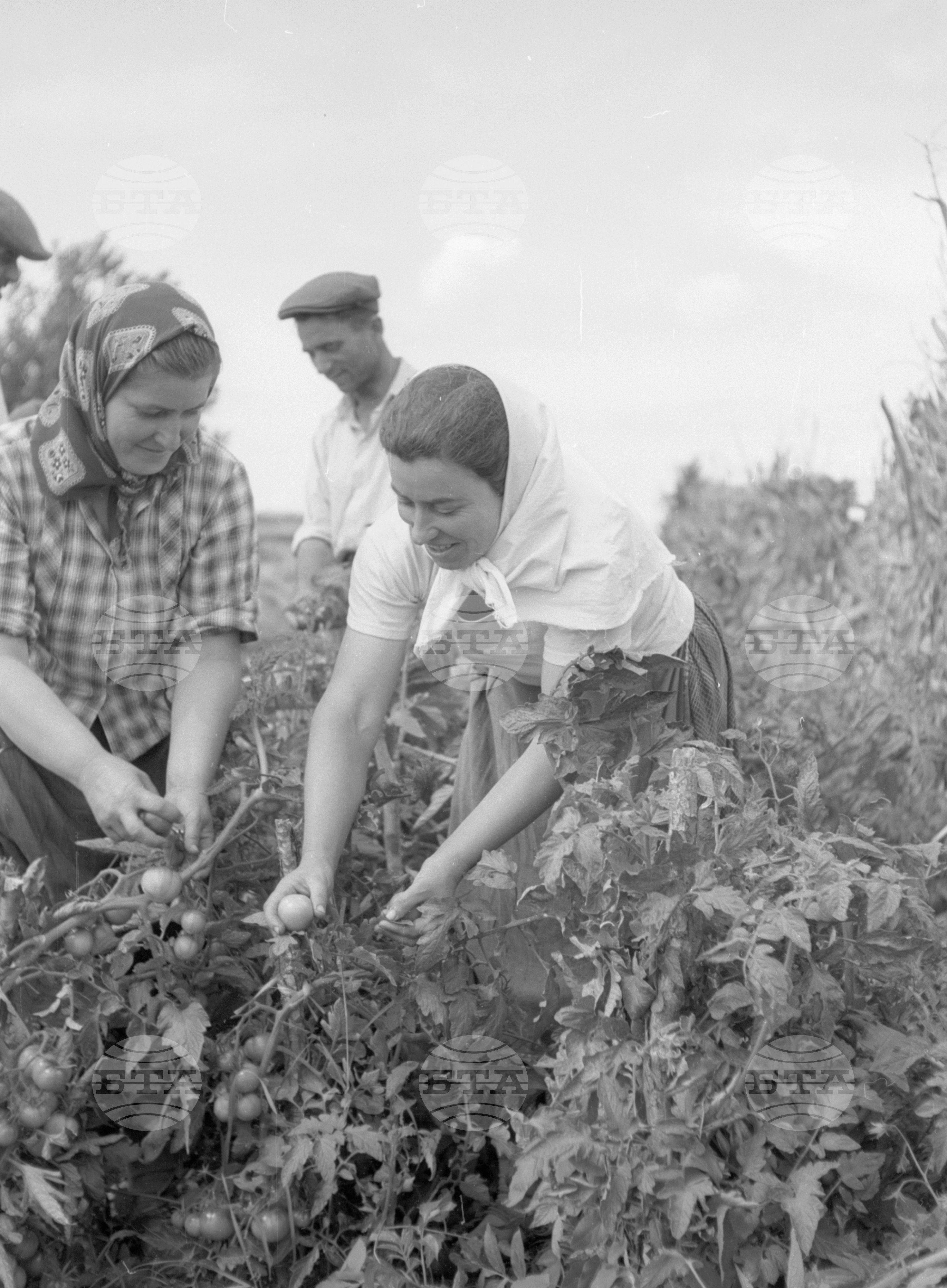 Снимки от Видински окръг - 1963
