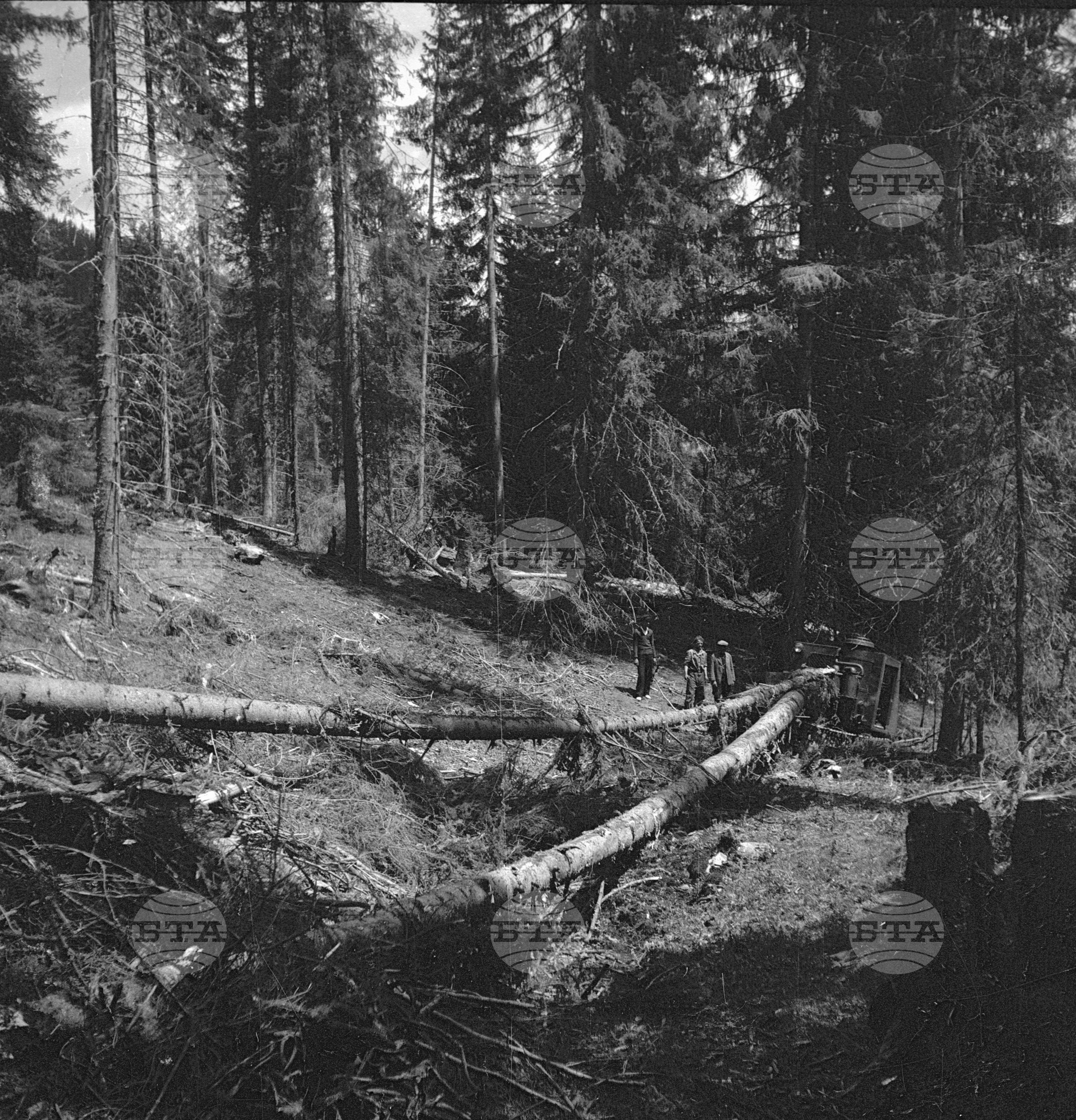 Дърводобив в държавни горски стопанства, 1951 - част 8