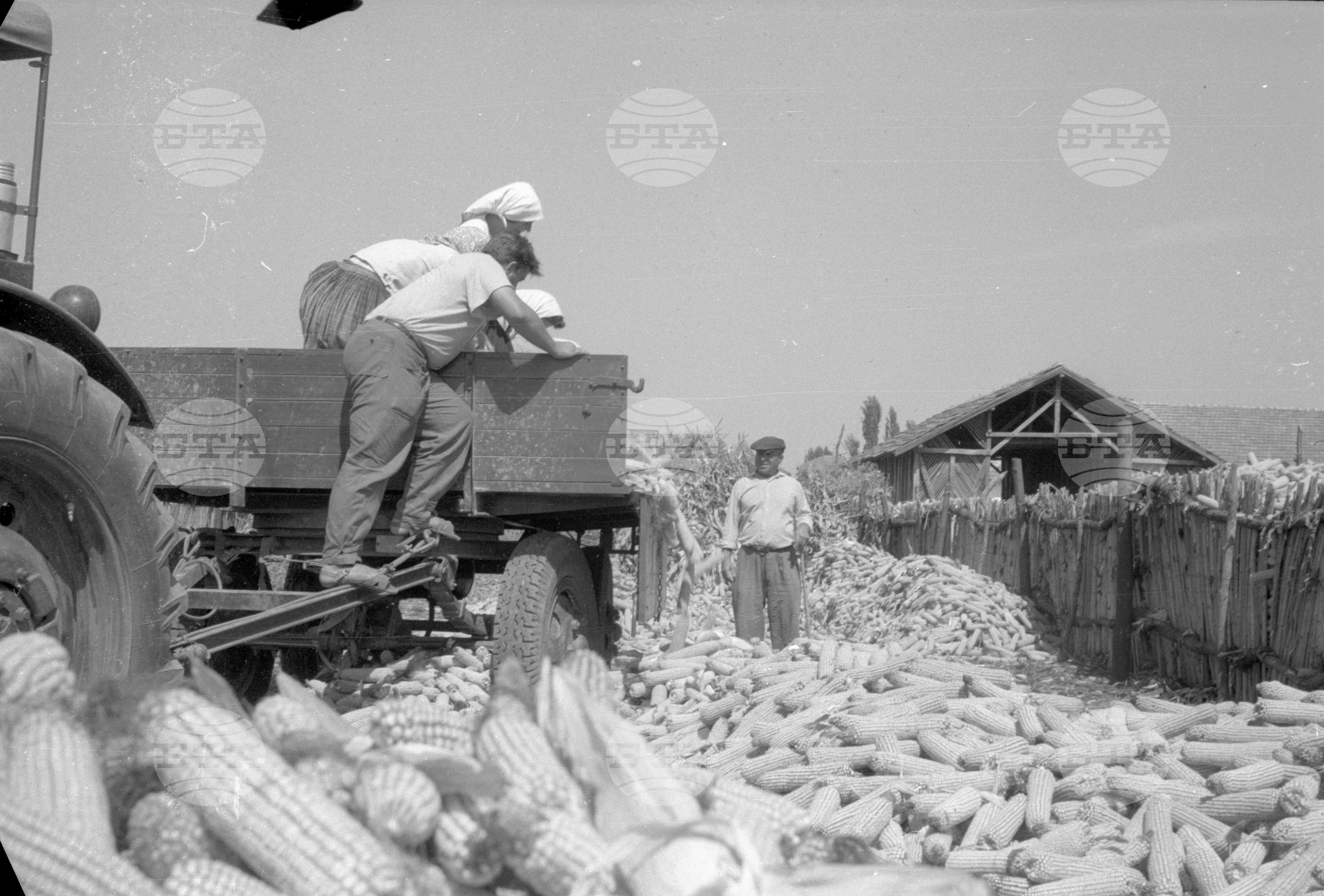 ТКЗС (Трудово кооперативно земеделско стопанство) във Видин - 1963