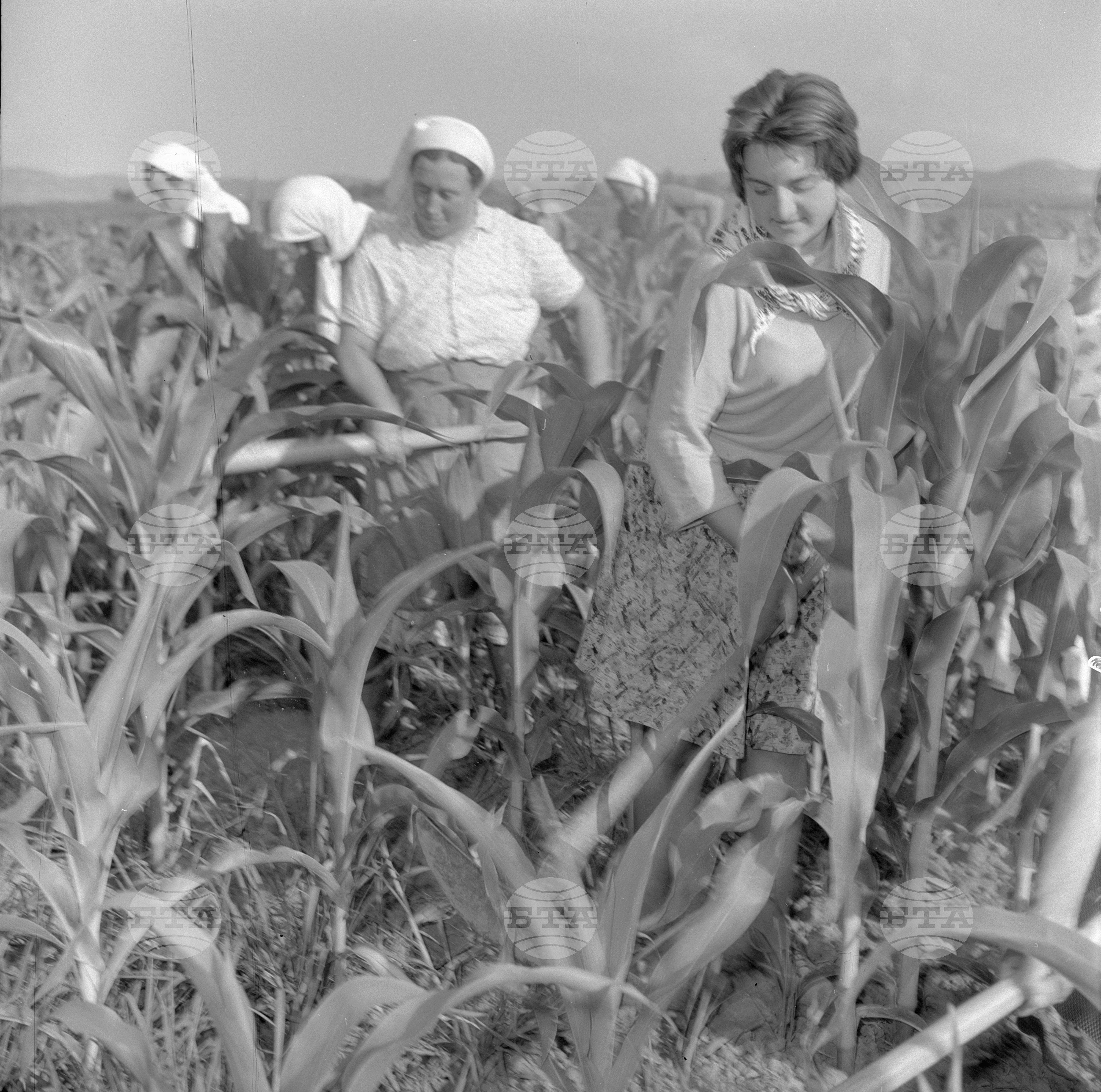 Жътвени дни във Врачански окръг - 1963