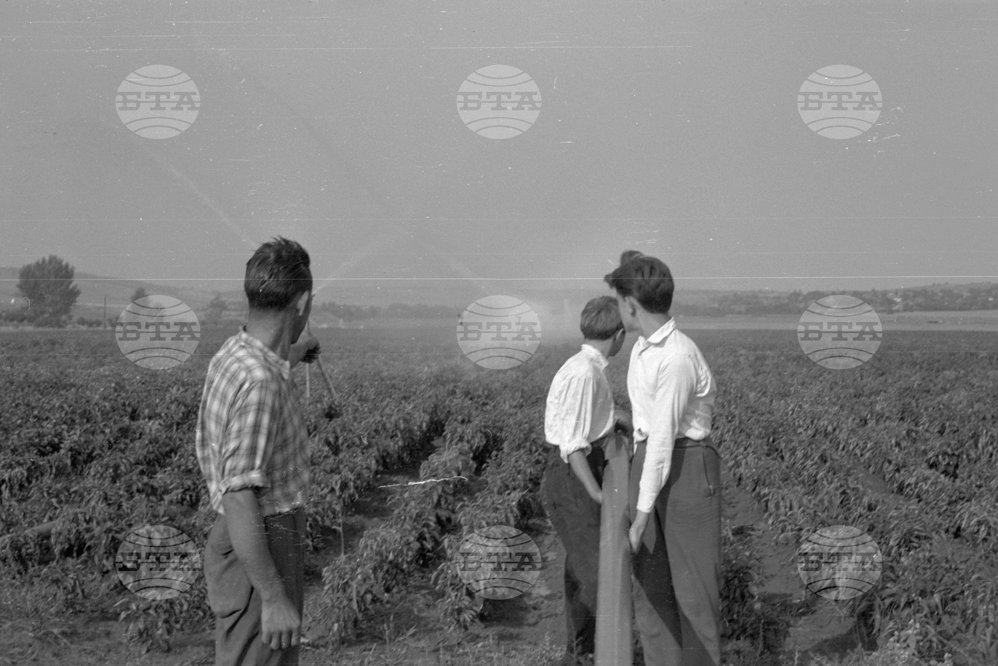 Из Видински окръг 1963 година