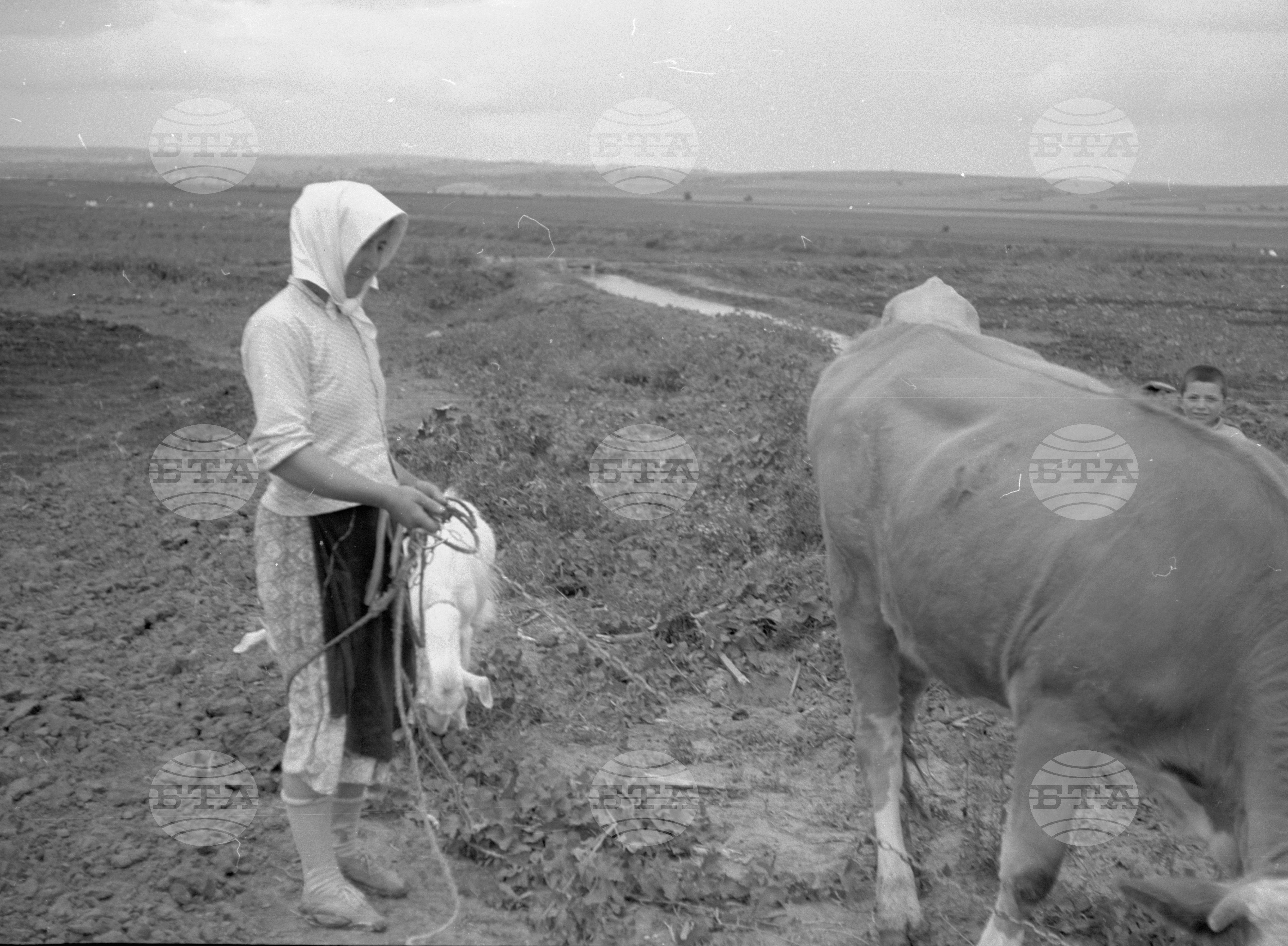 Снимки от Видински окръг - 1963