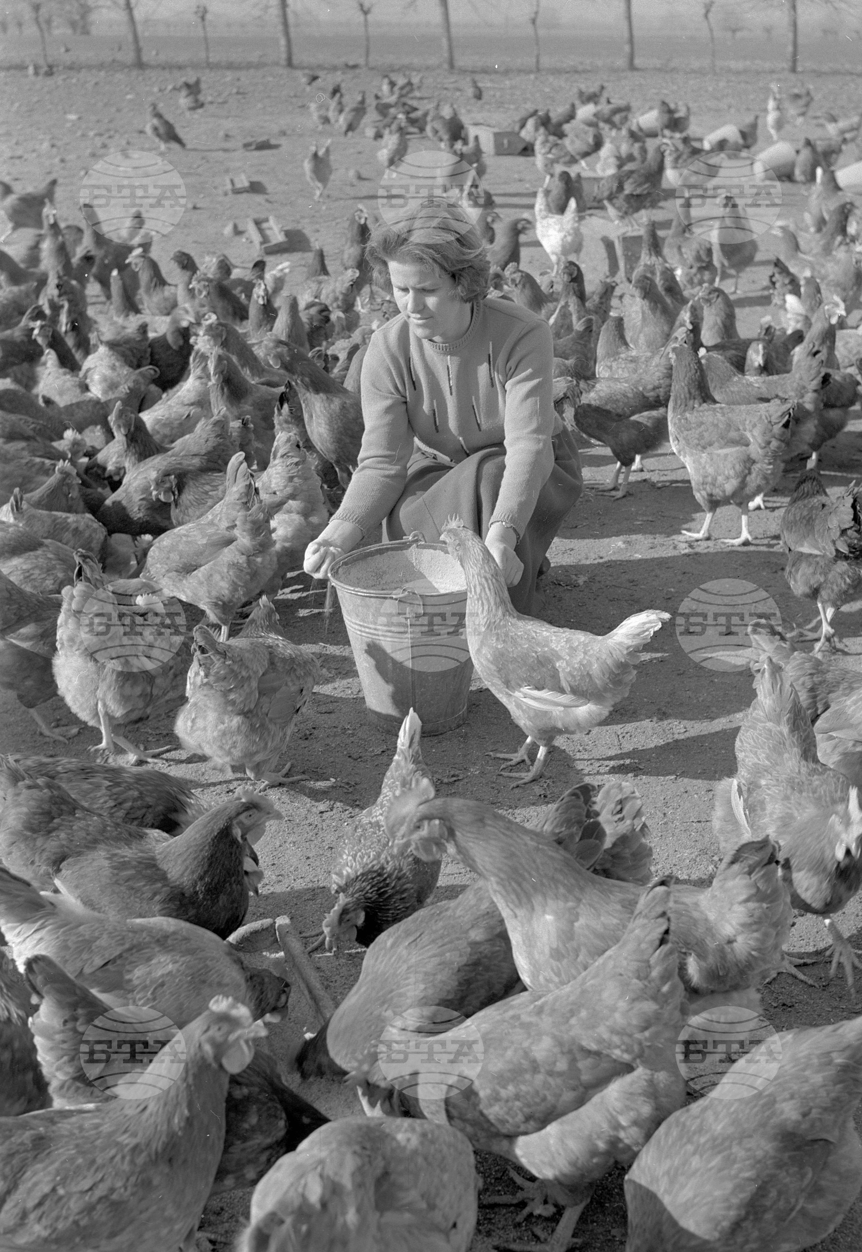 При птицегледачката Бойка Георгиева от ТКЗС(Трудово кооперативно земеделско стопанство) - село Караджово, Пловдивски окръг