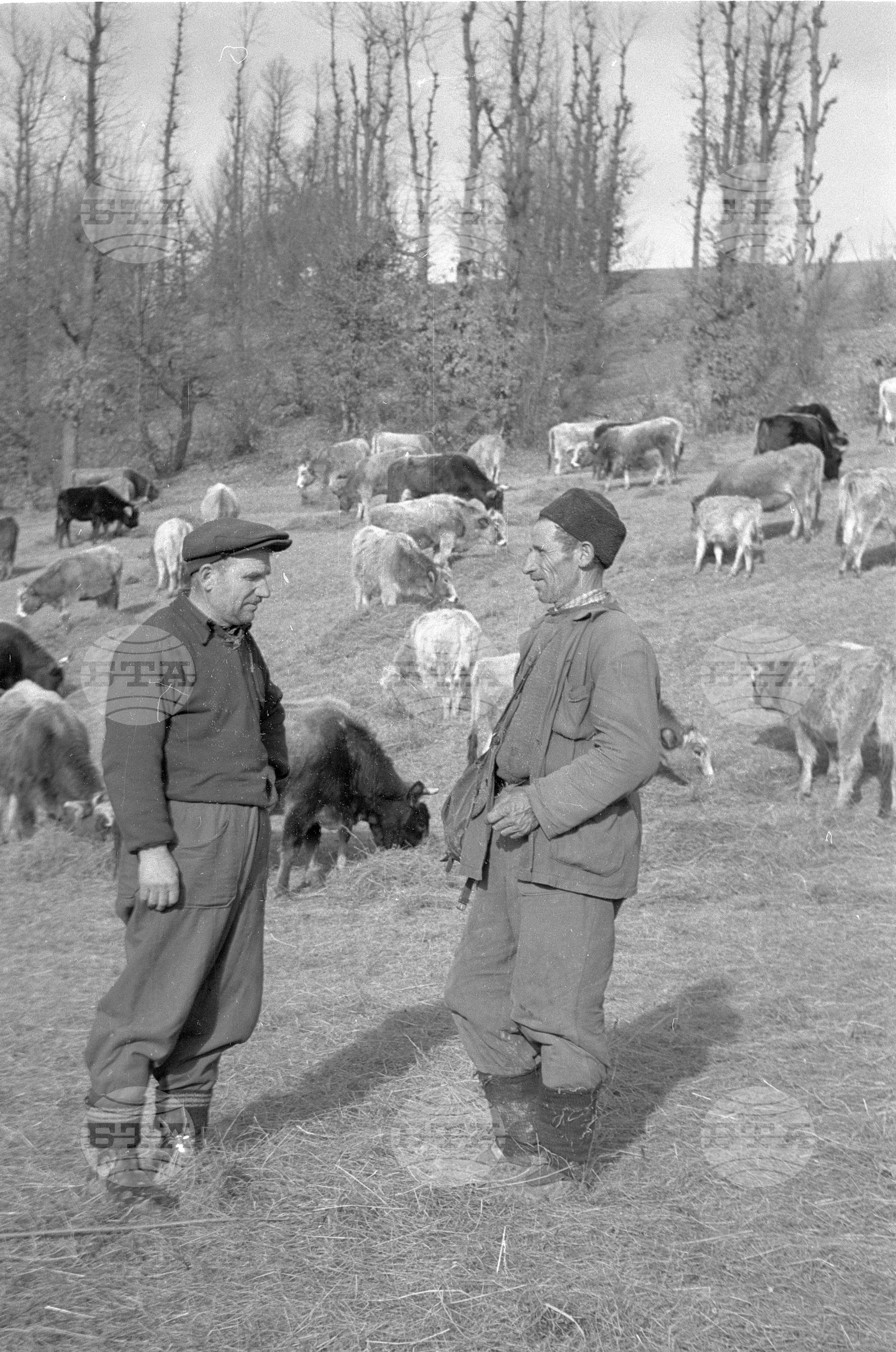 Свободно отглеждане на говеда в ТКЗС (Трудово кооперативно земеделско стопанство) "Чавдарци" - Етрополе