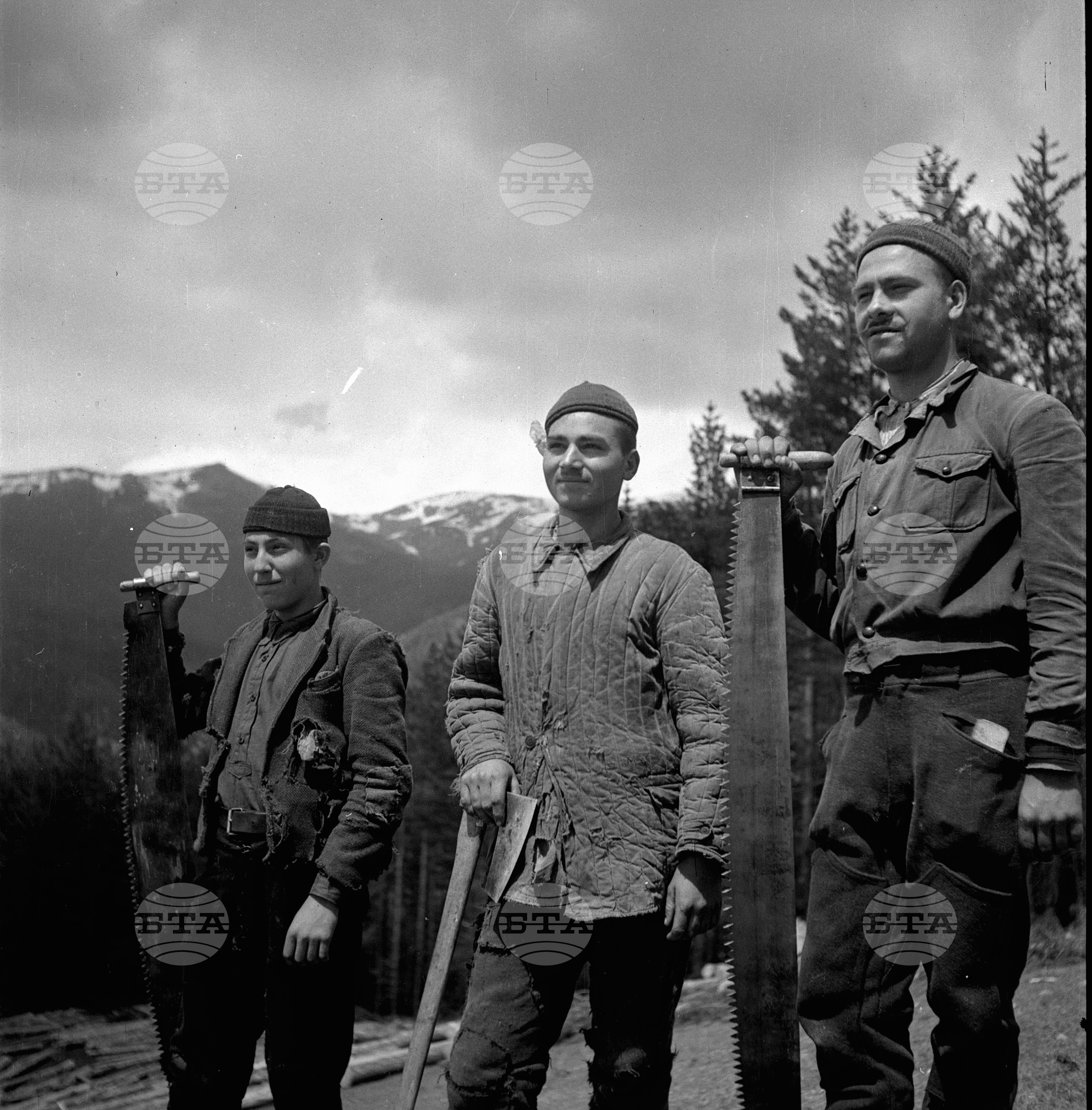 Дърводобив в държавни горски стопанства, 1951 - част 3