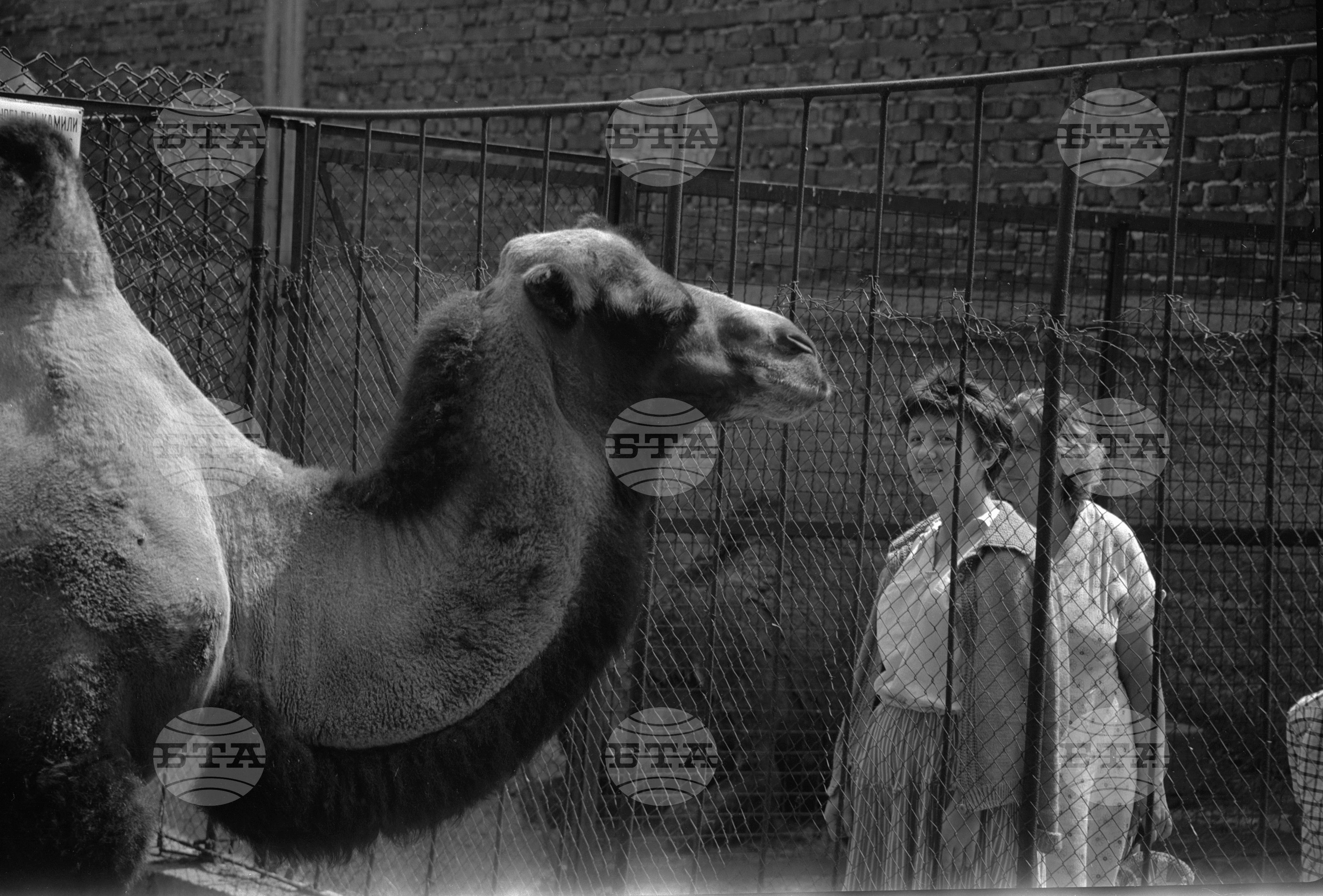 Зоологическа градина София - 1962 година