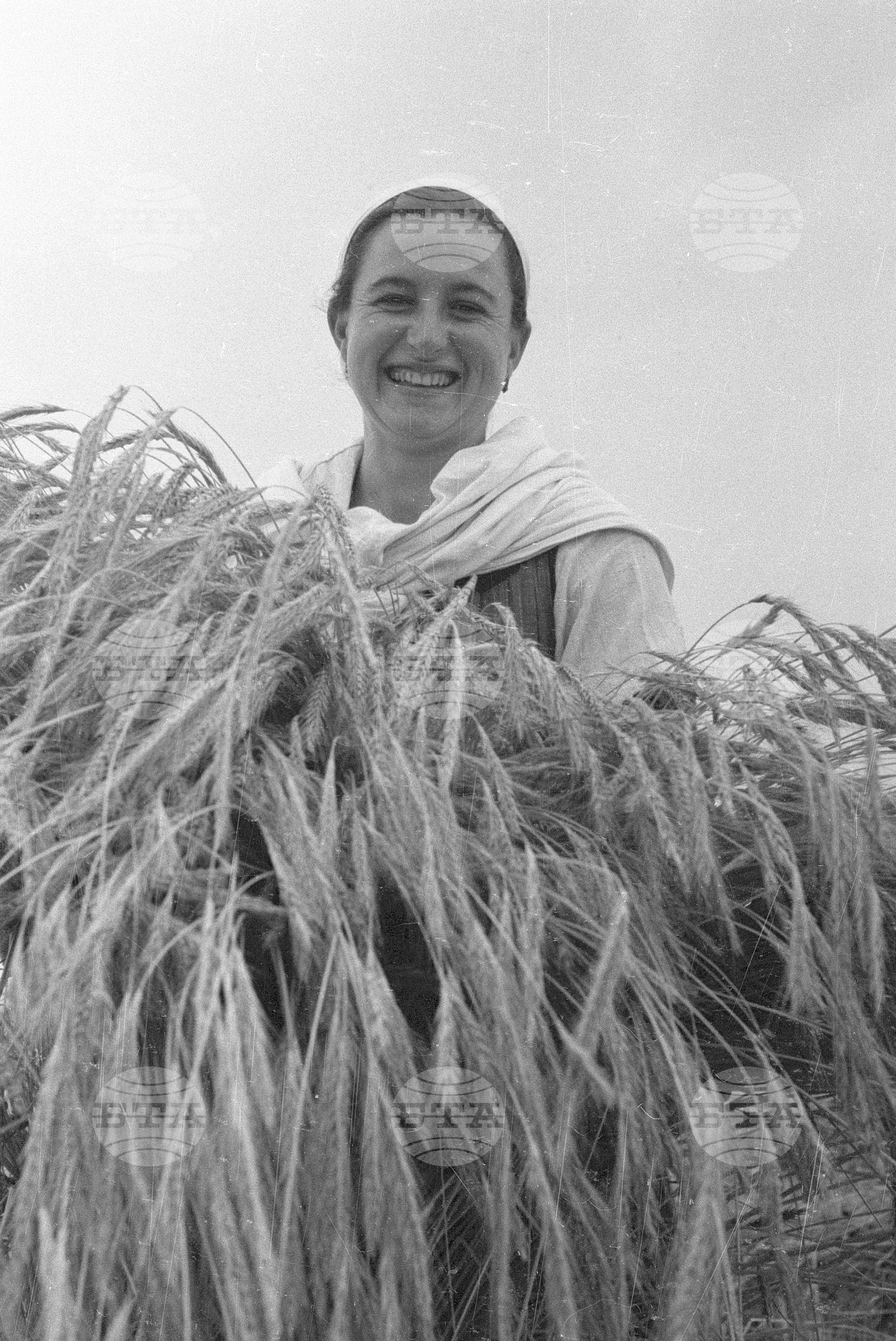 Жътва в Цалапица - Костиево, 1951